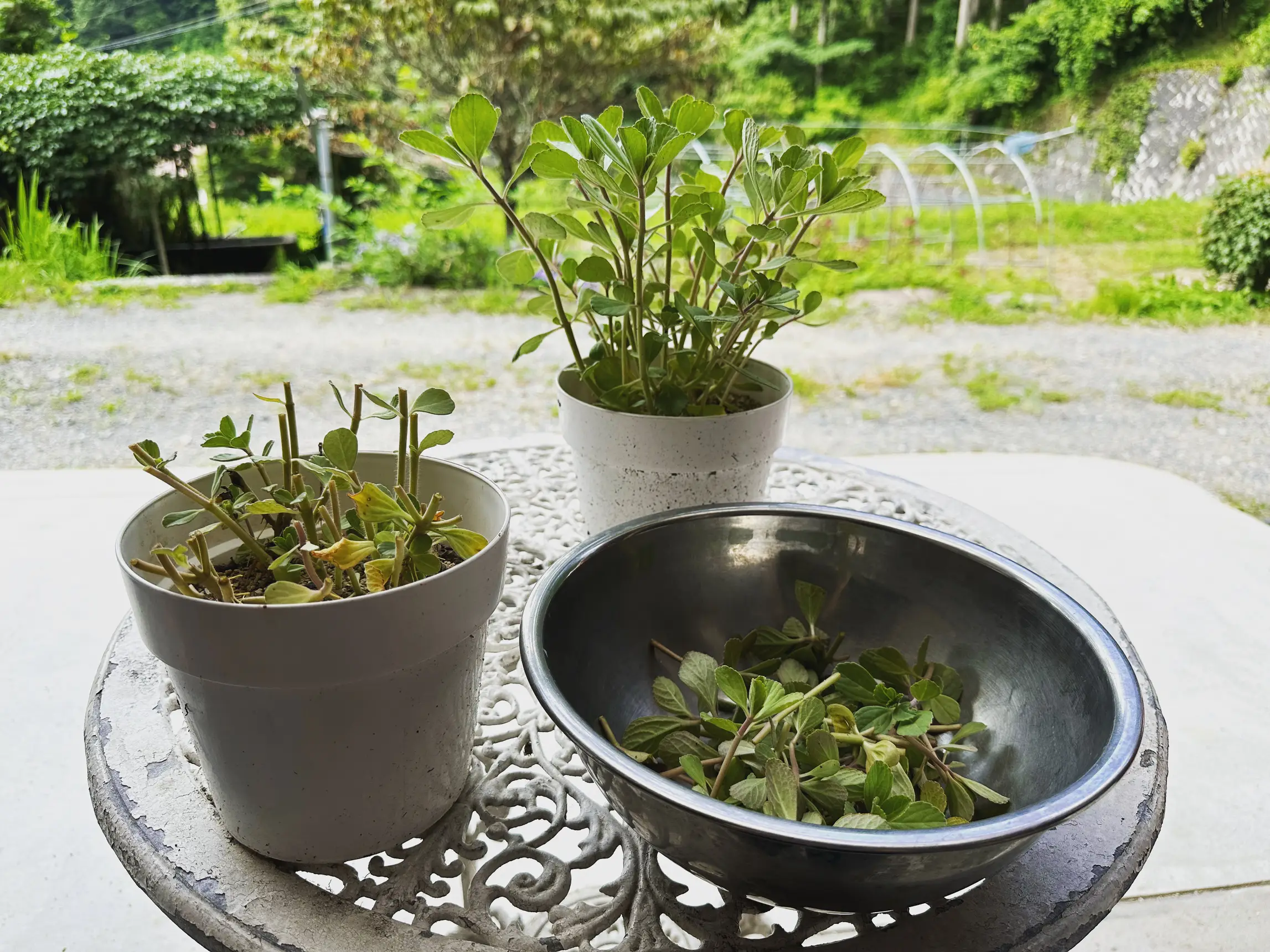 販売 ゼンザブロニカ Zenza Bronica S2 後期 + NIKKOR-P 75mm F2.8 中