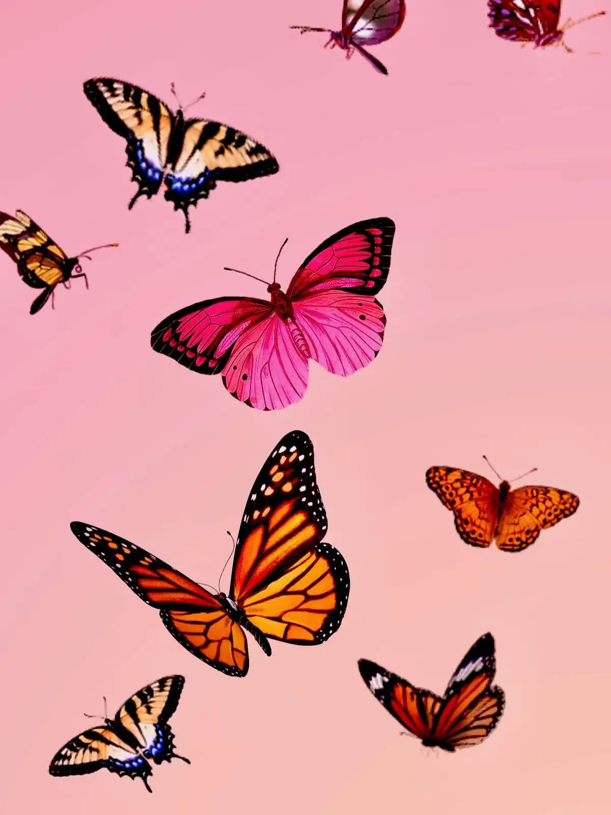  A group of butterflies in flight.