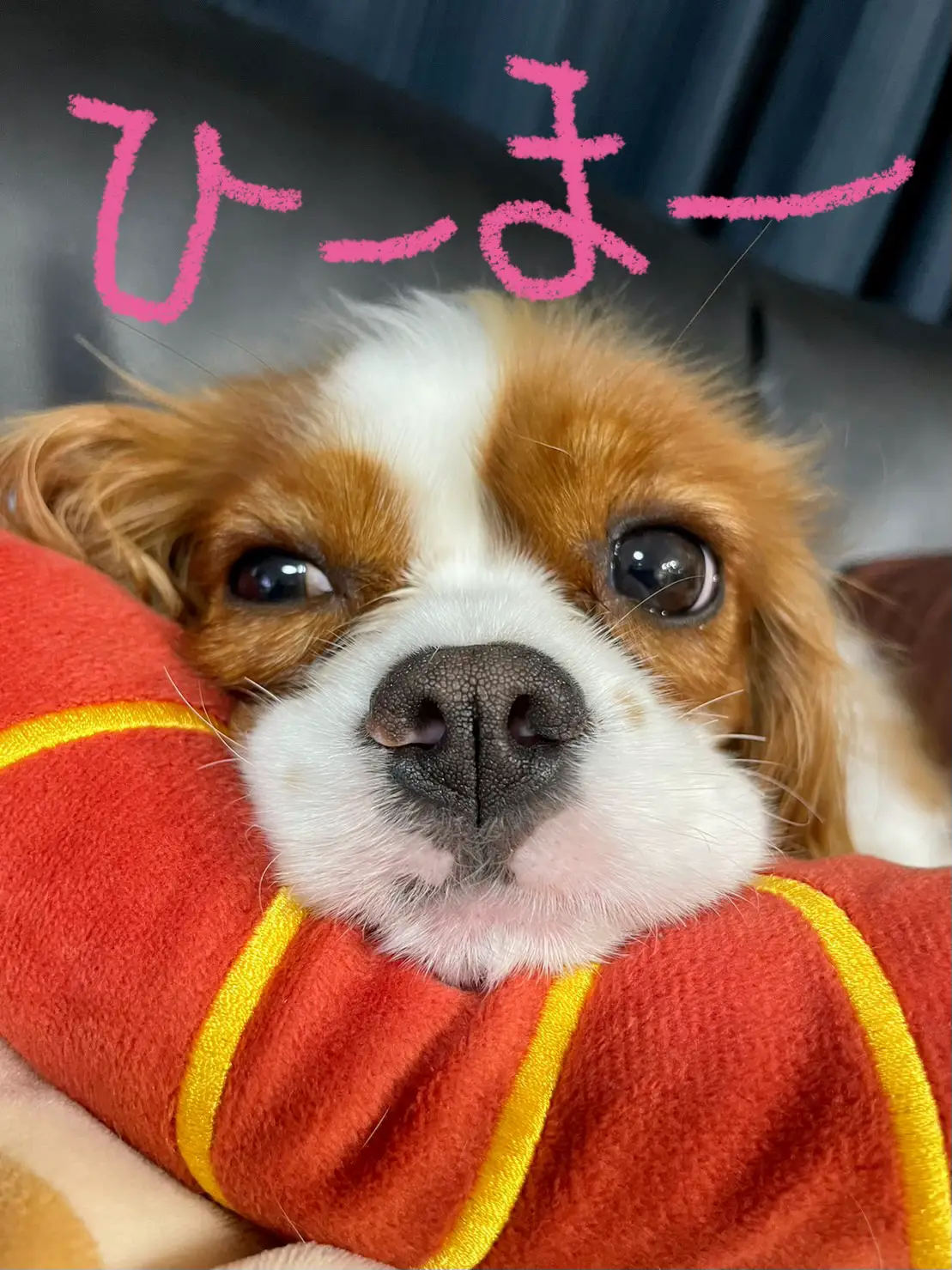 羊毛フェルト犬ヨークシャーテリア 羊毛フェルト犬オーダー試作品 着膨れ