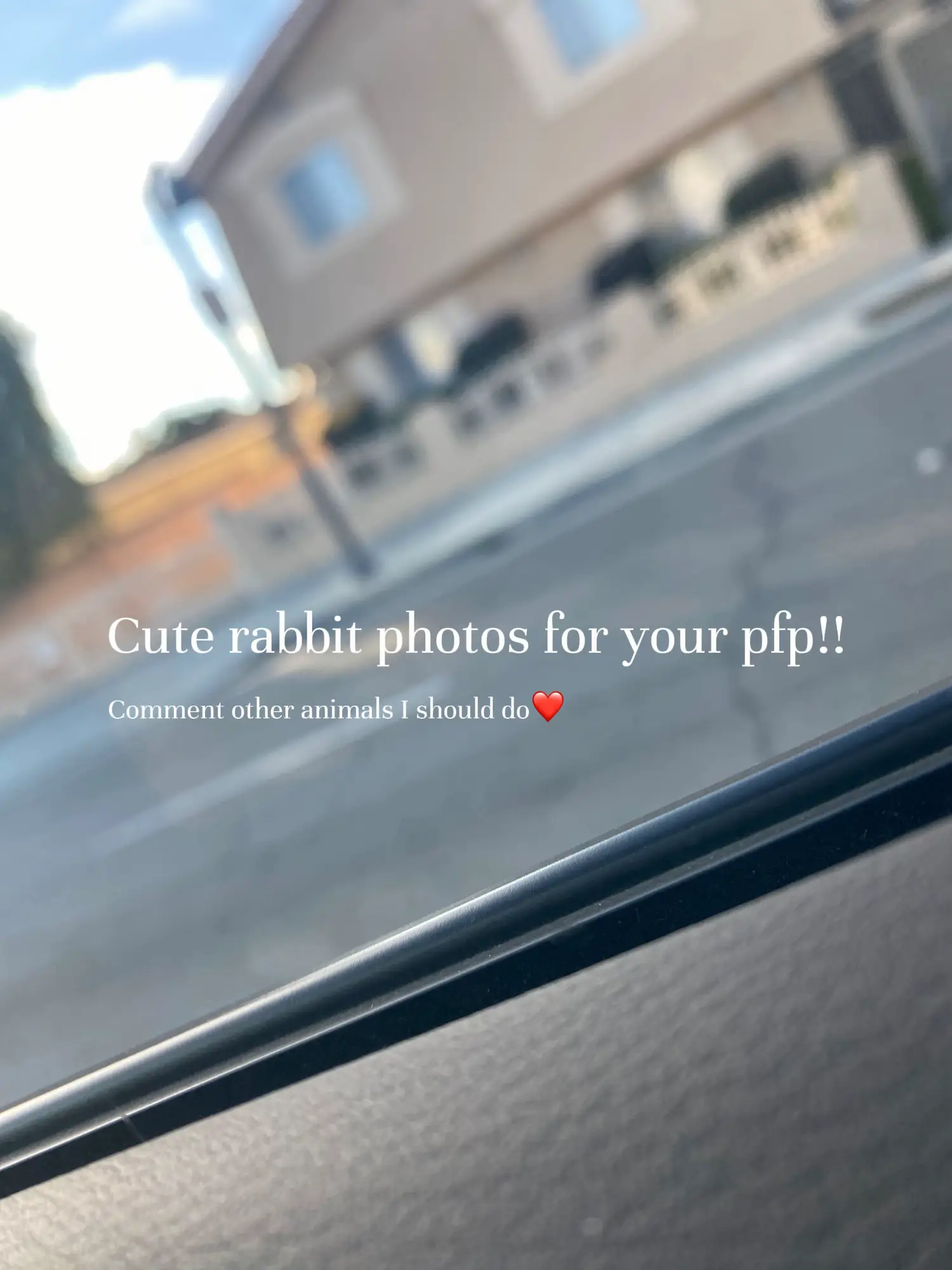 Cute Bunny Pictures for Instagram - Lemon8 Search