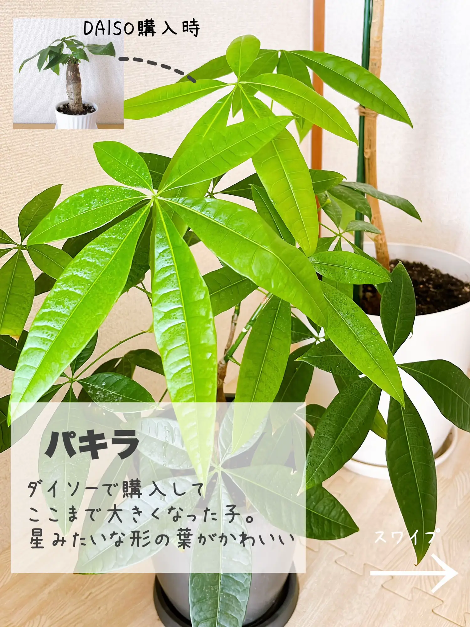 フィカス ウンベラータ 2本植え - 植物/観葉植物