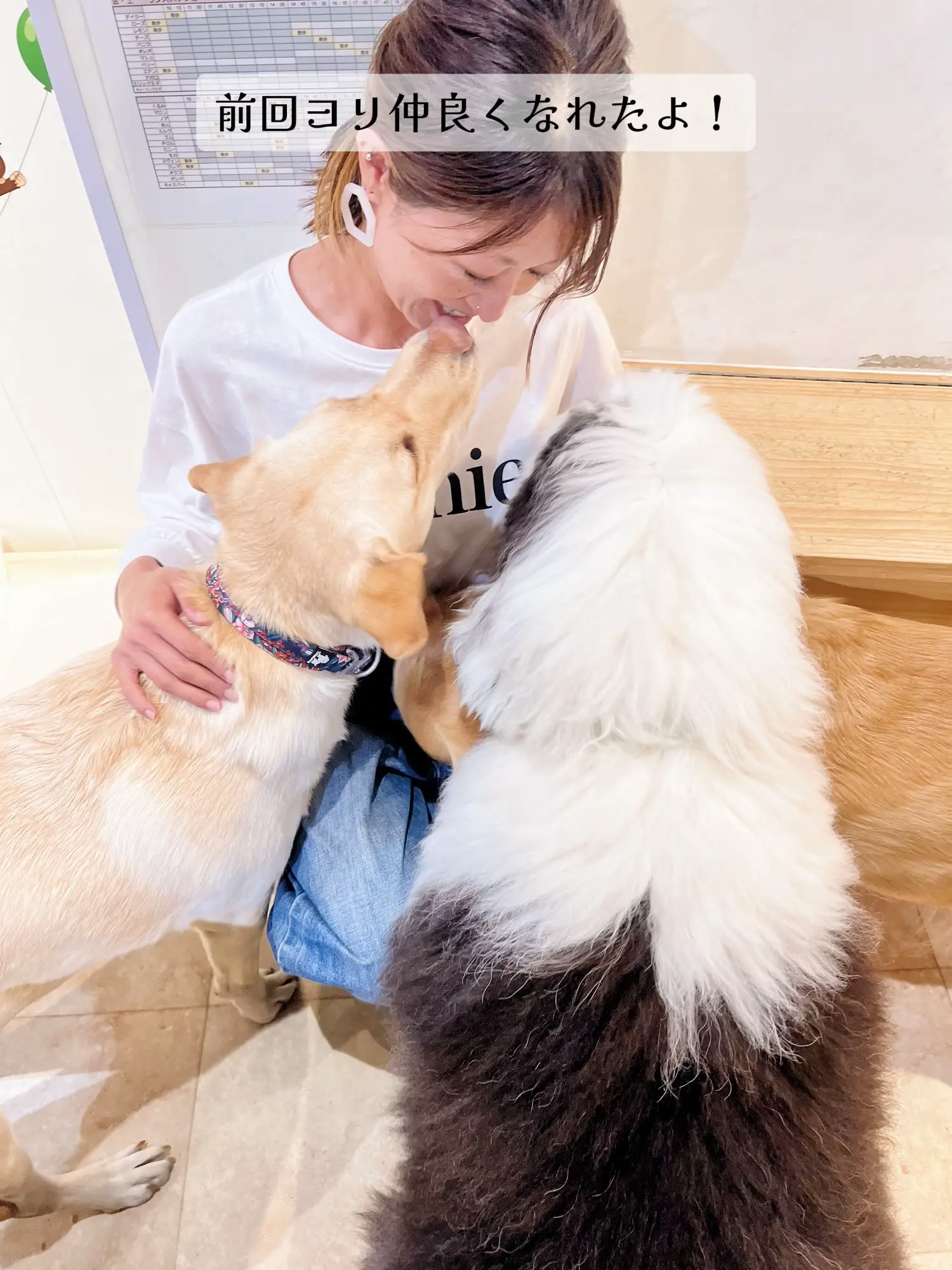 犬と触れ合えるほかのペット 安い