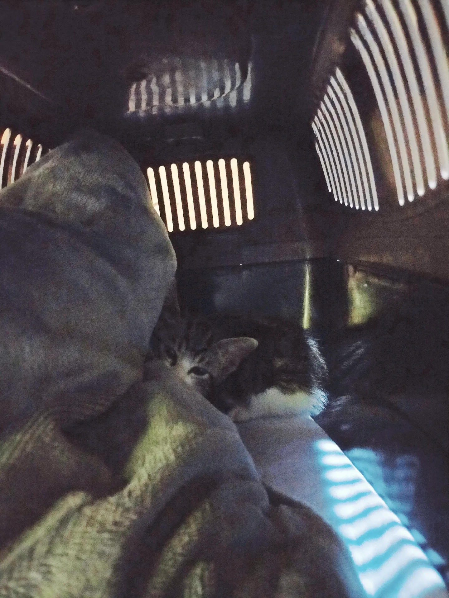 おでかけじゃれねこチャンチャームグレー×黒