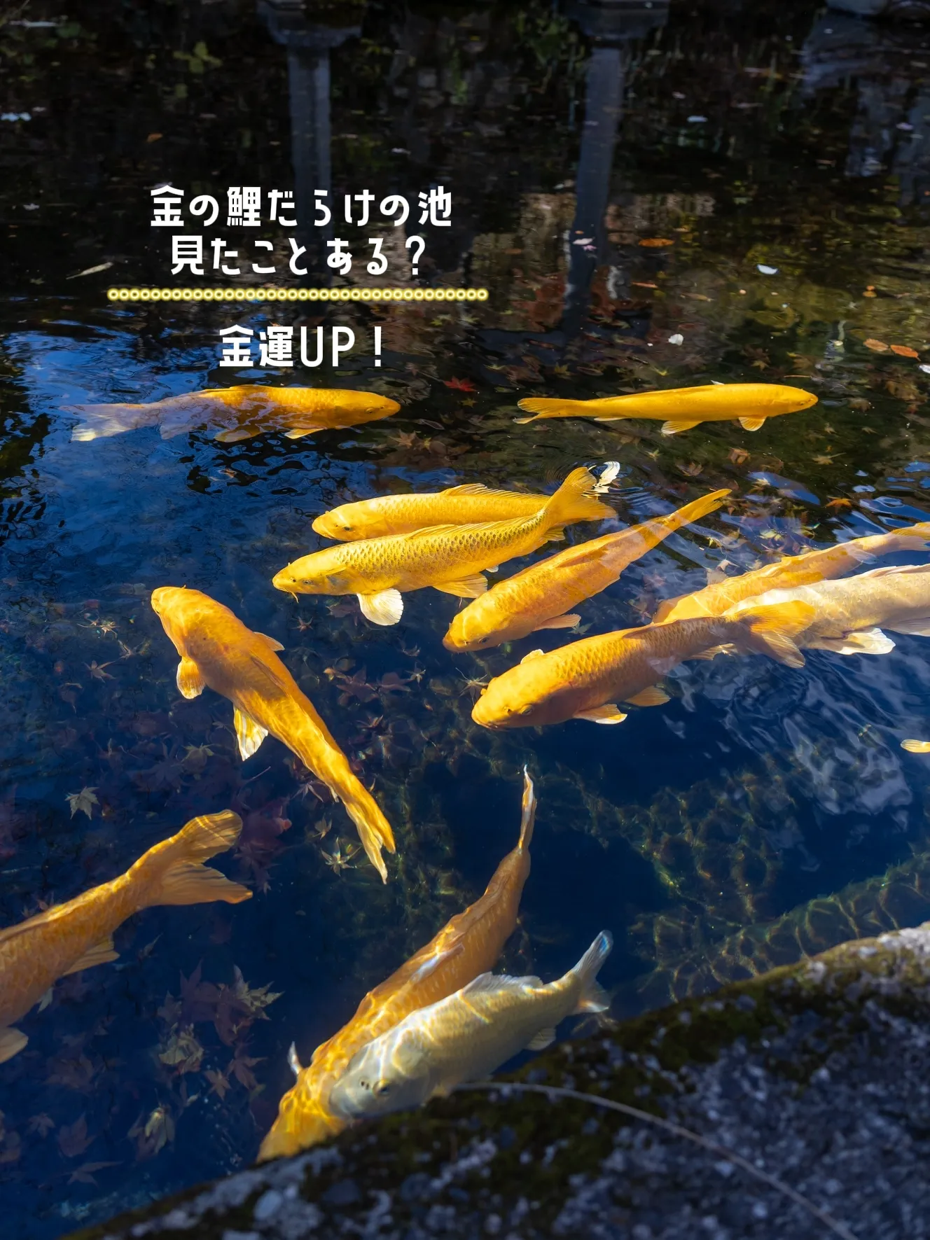 山梨の宝石！金運UPの金の鯉が泳ぐ池を発見