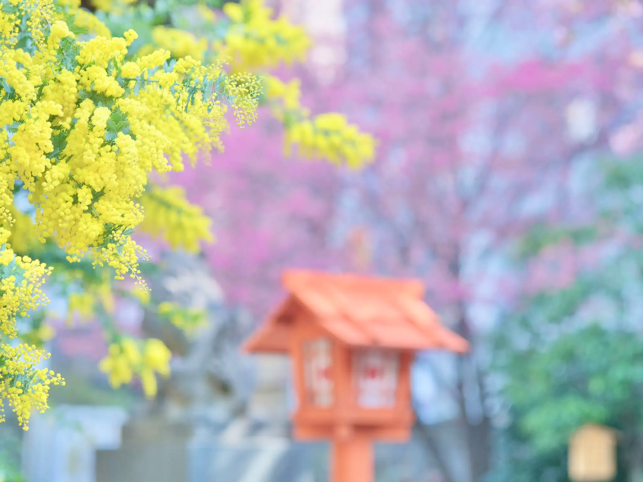 ミモザと河津桜の可愛い神社へ出掛けよう | fuma8023が投稿した
