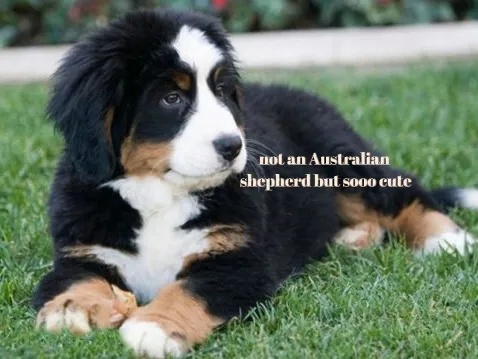 Cute Dog Breeds for Adoption Lemon8 Search