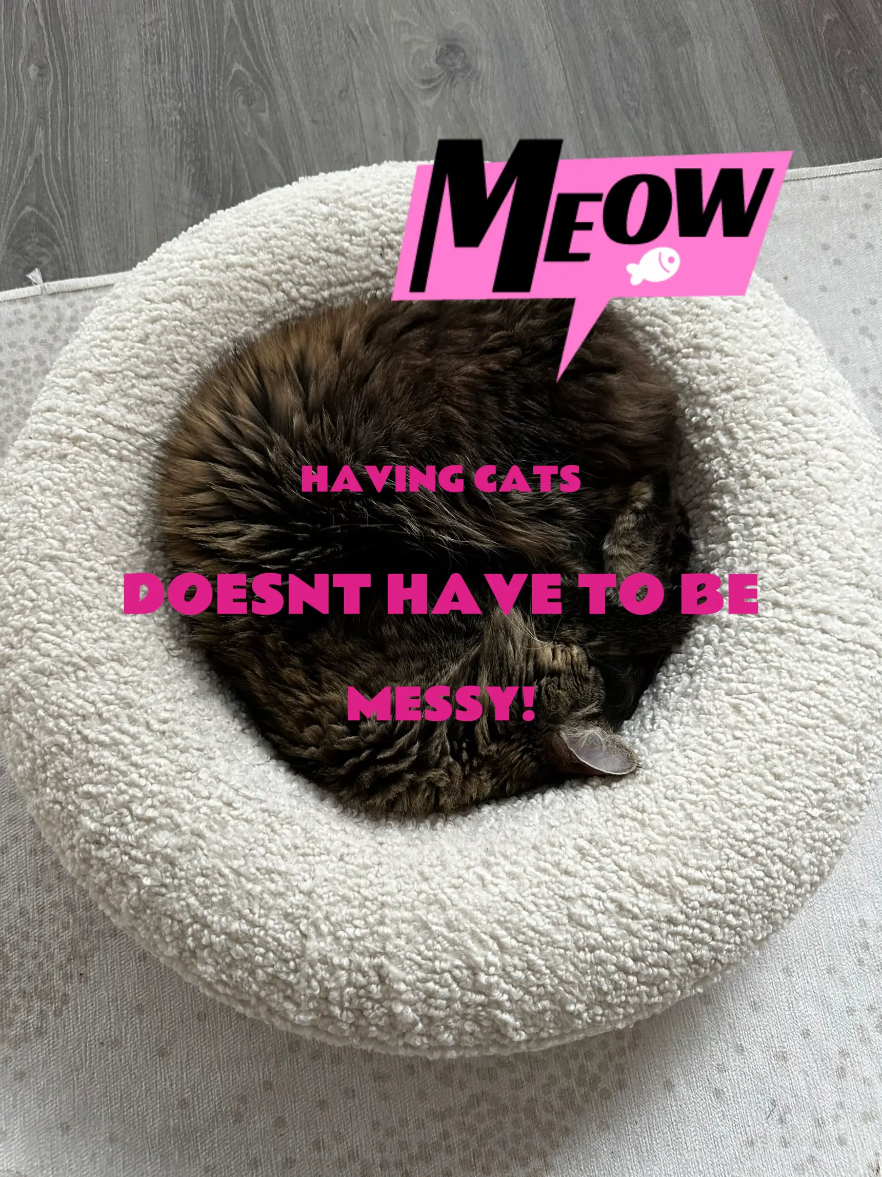 Aesthetic & Clean Cat Bed 🫶🏻 Gallery posted by HomebodyEmEm Lemon8