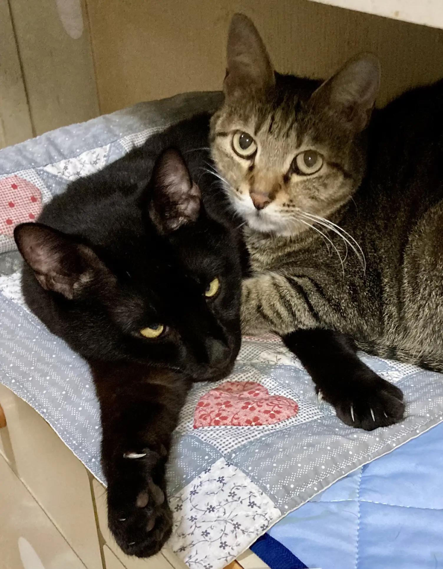 ハートシッポ♡仲良し黒猫☆ハロウィン 【公式通販】