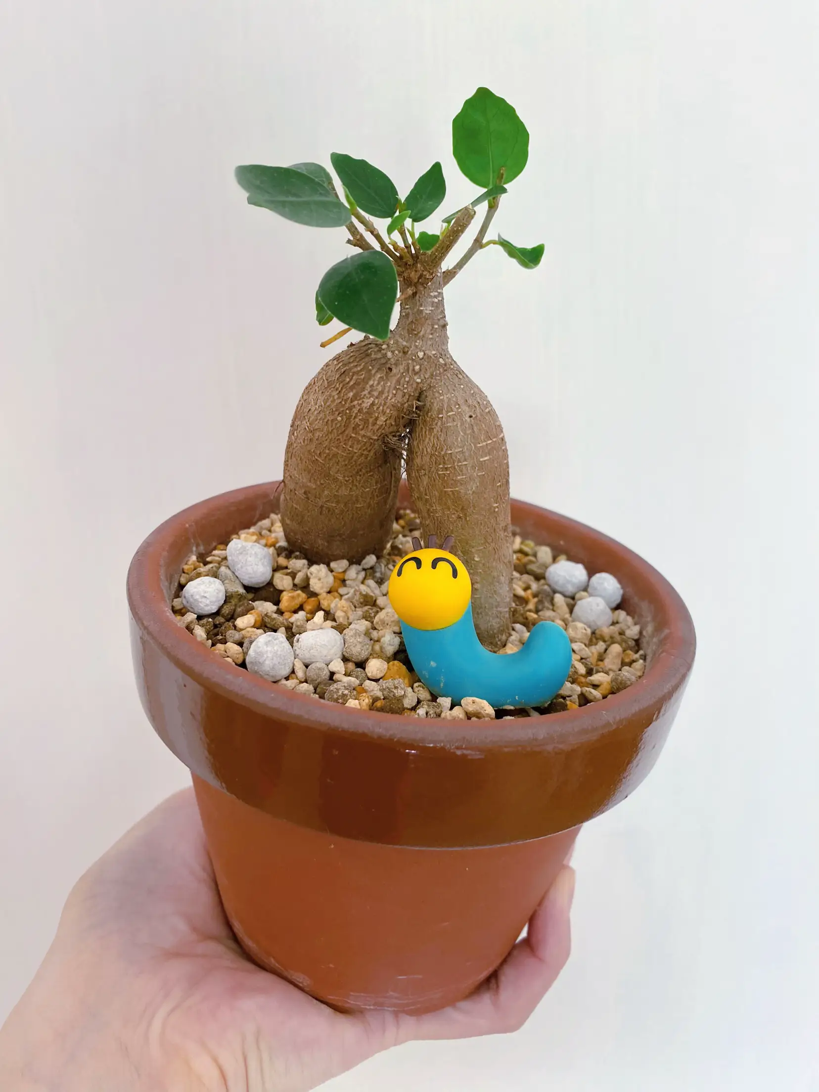 フィカス・ウンベラータ 8号 143cm S-shaped フィカス ウンベラータ S-shaped tree form143cm 8号