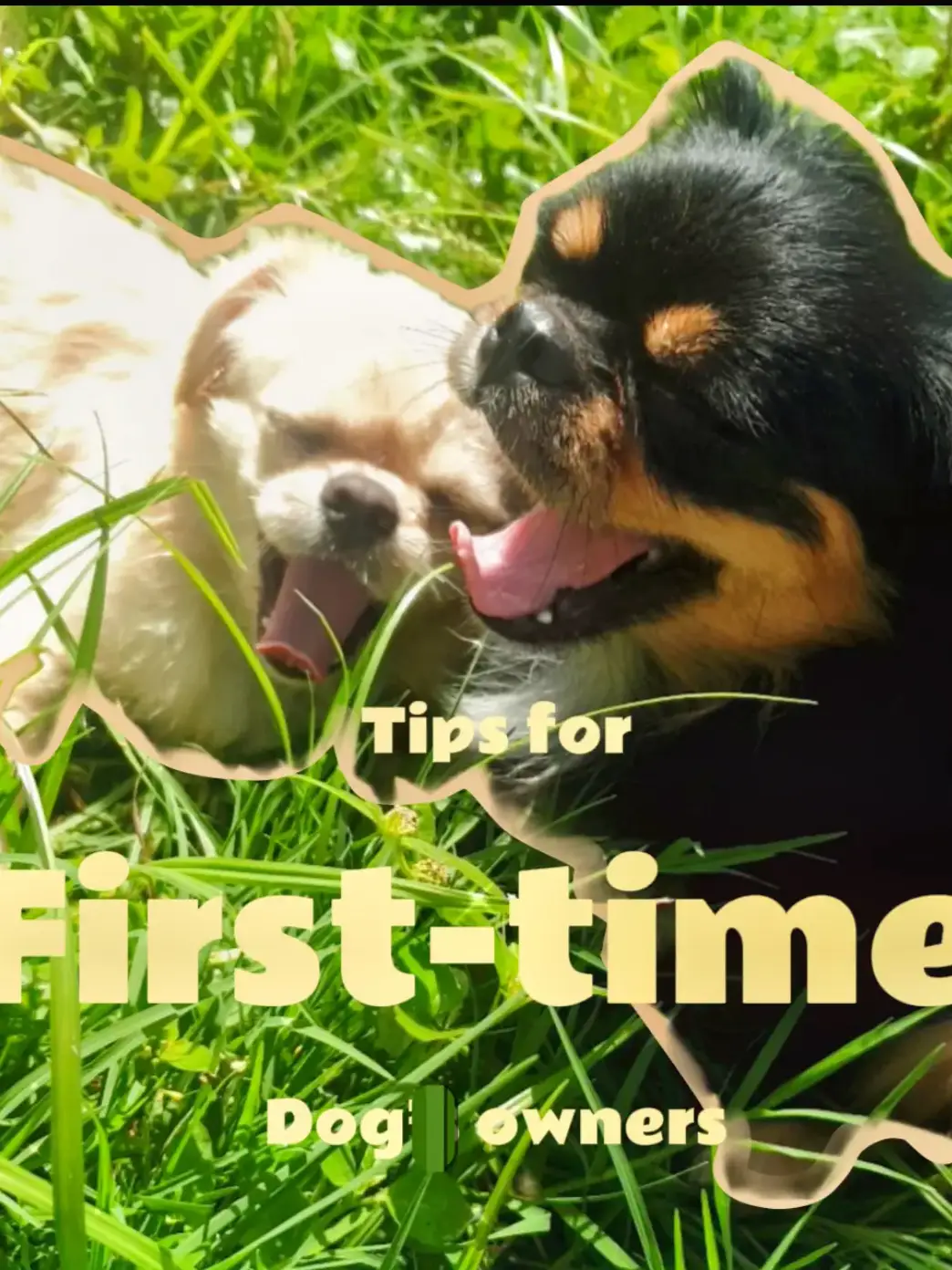 Tips for FIRST-TIME dog owners 🐶🐾 | Gallery posted by MarIam