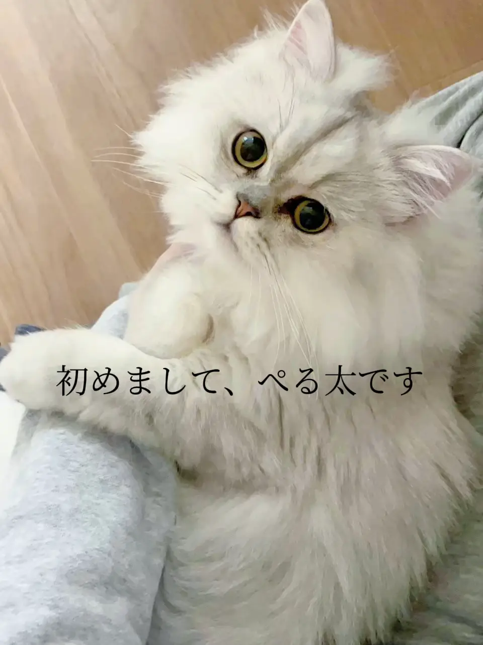 我が家の愛猫ご紹介「初めまして、ぺる太です」 | まめすけが投稿したフォトブック | Lemon8