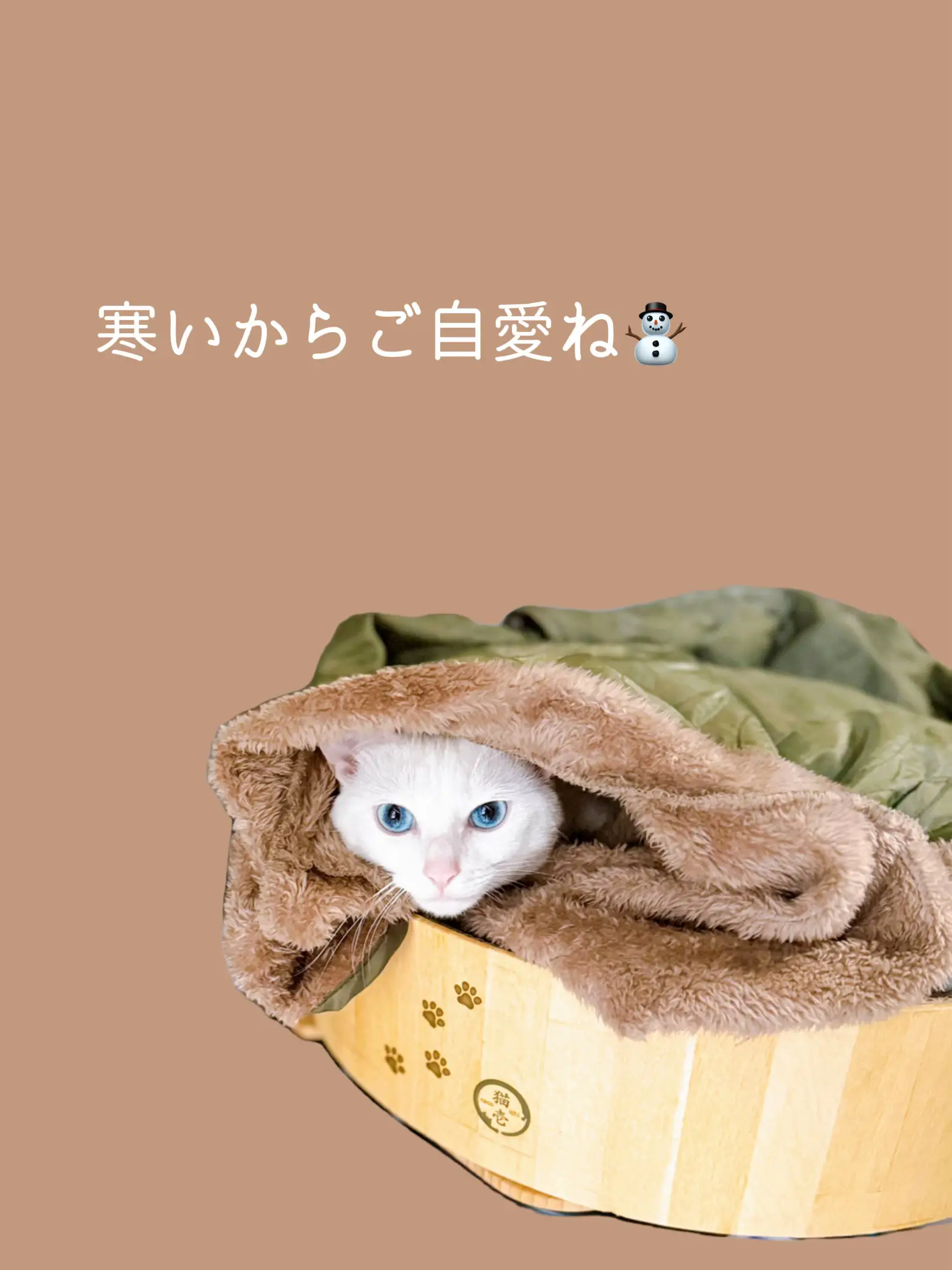 ウチの猫 - Lemon8検索