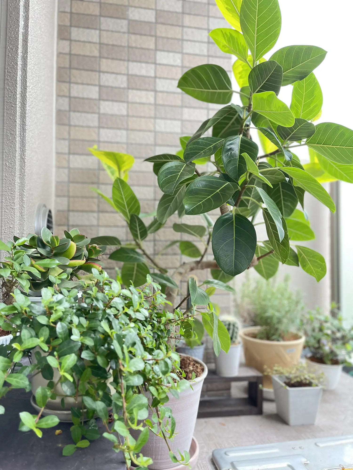 変わった形のガジュマル 植物 癒し 元気 植え替え済み 【公式通販】