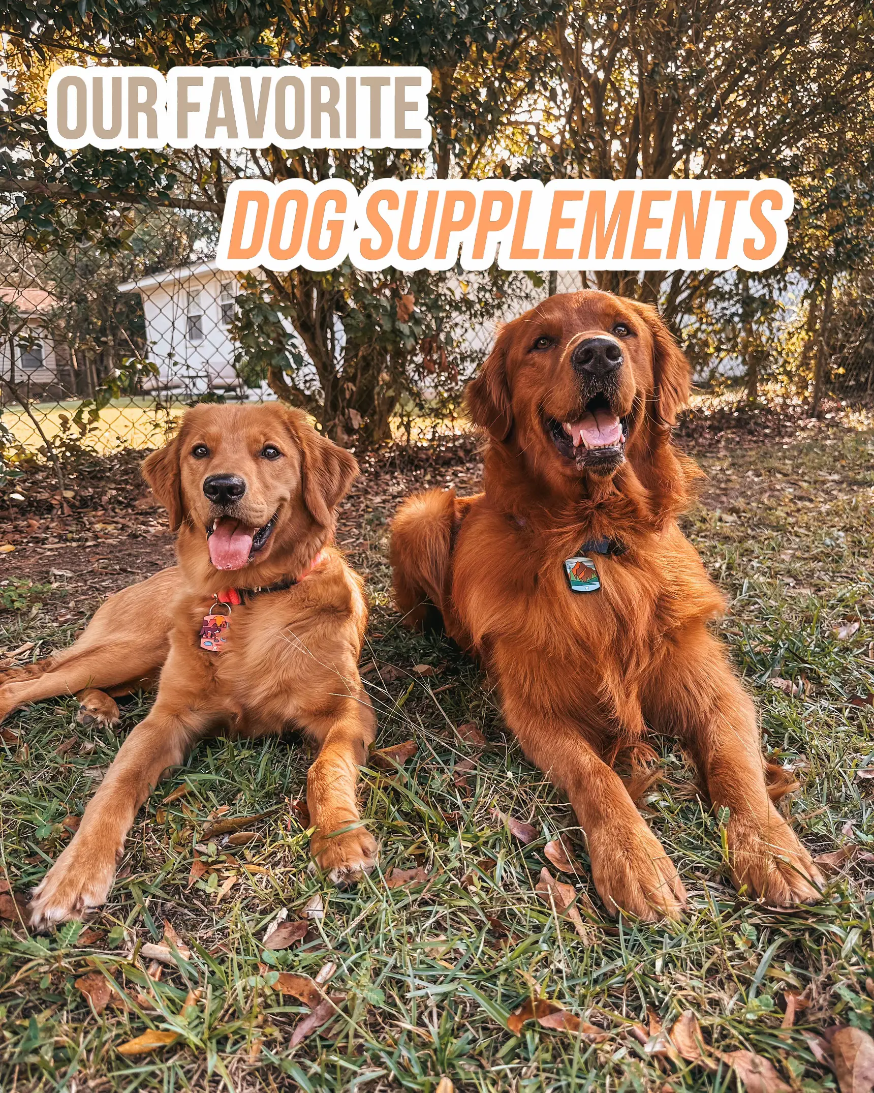 Dog Movement Supplements Lemon8 Search