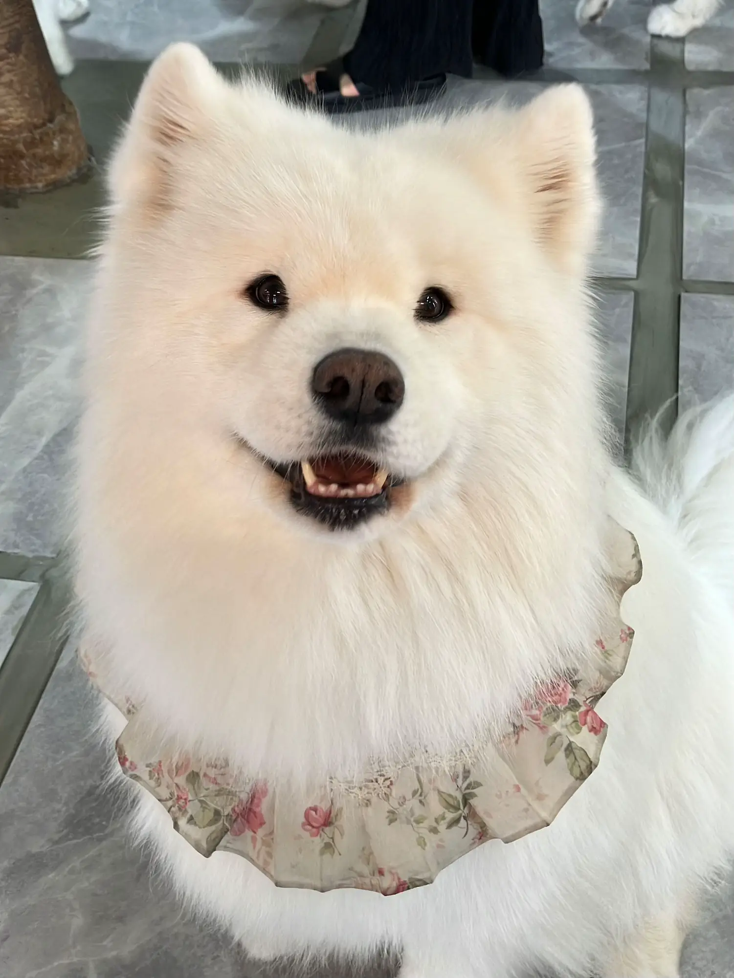 📍Cafe where you can interact with Mofumofu Samoyed Korea Sangsu