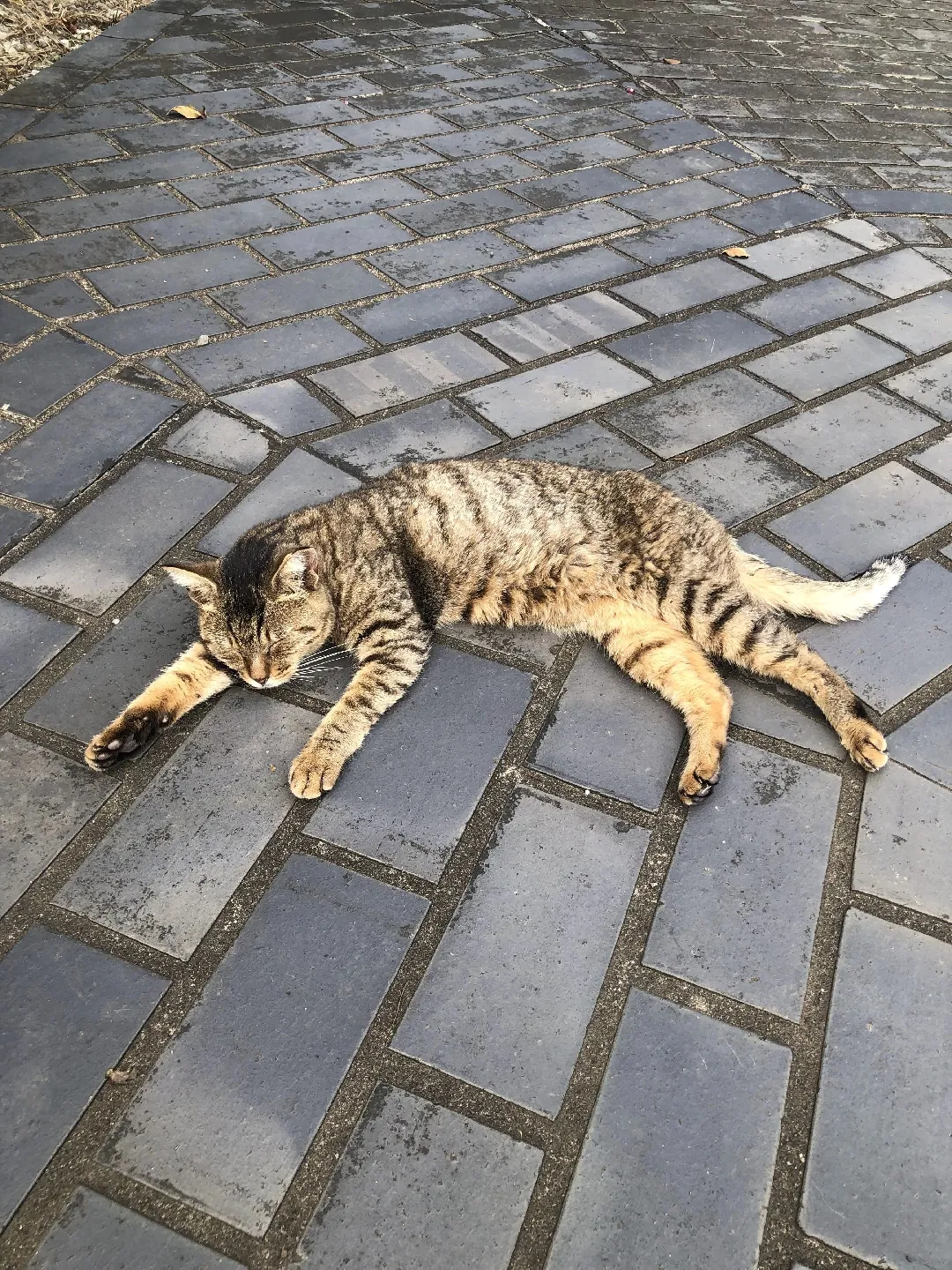 猫まみれ公園 | たにが投稿したフォトブック | Lemon8