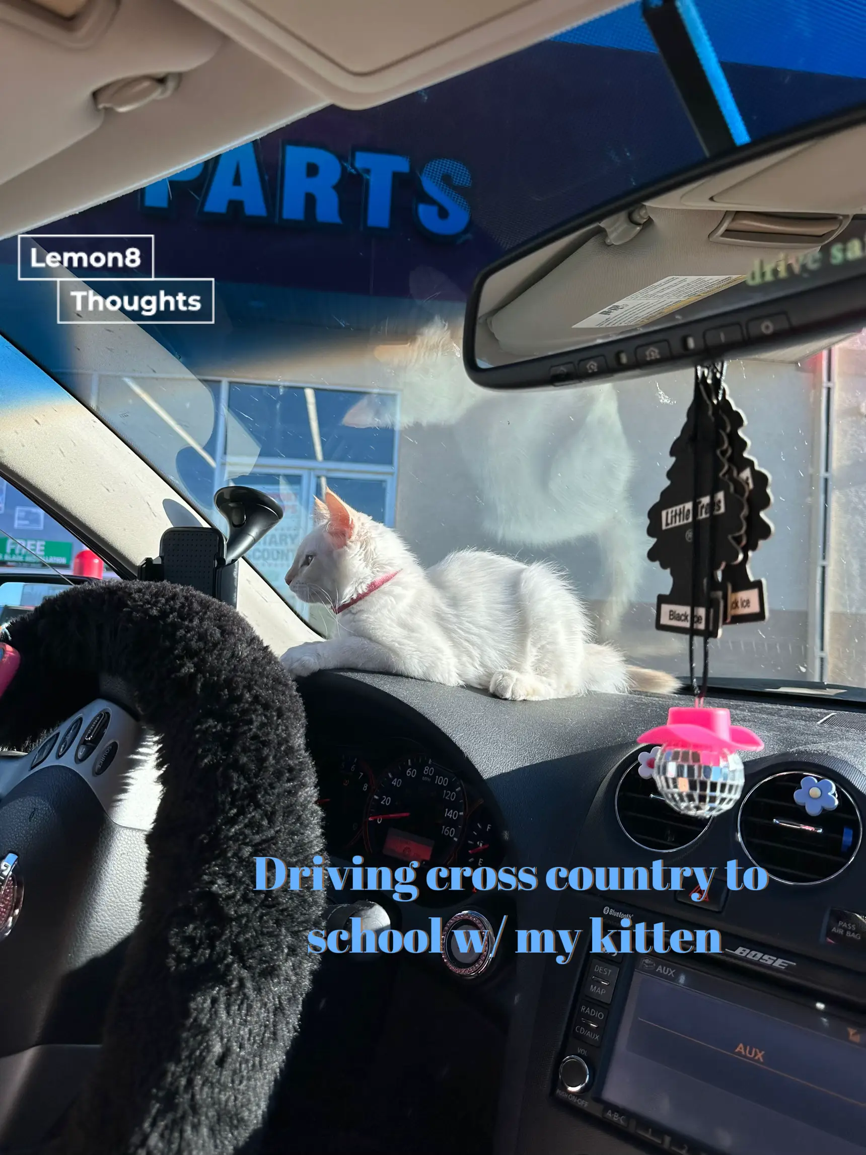 Driving cross country to school w/ my kitten แกลเลอรีที่โพสต์โดย