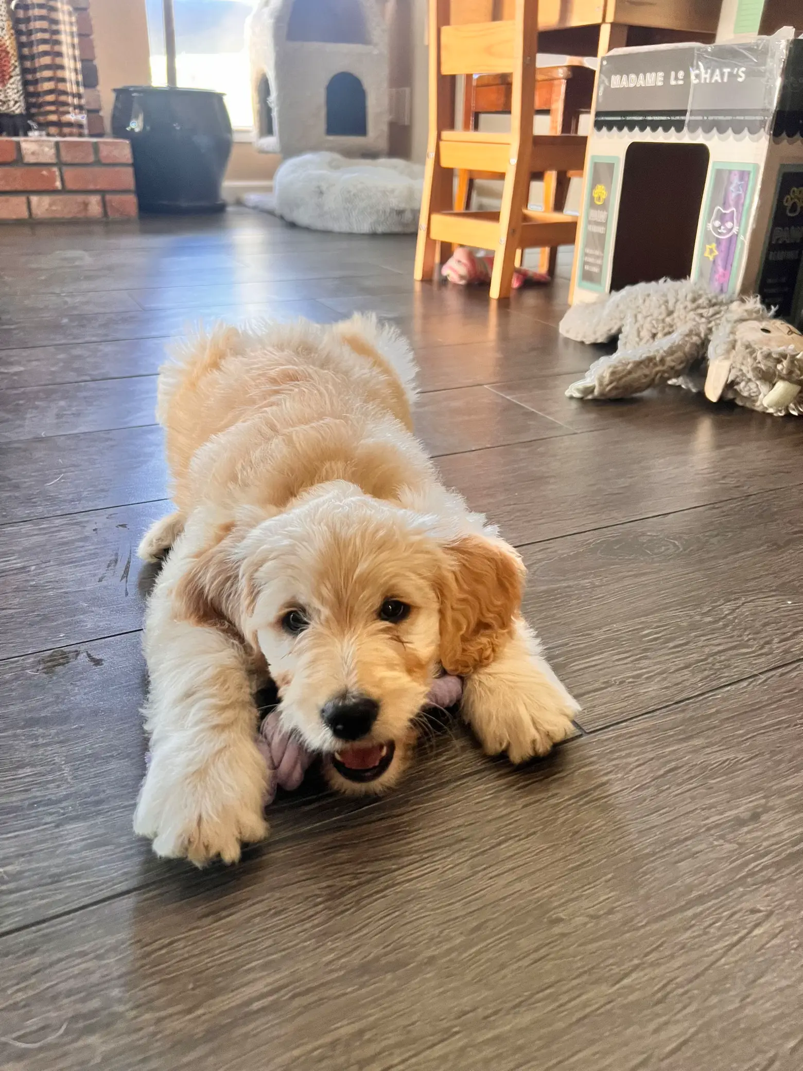 8 week clearance old goldendoodle