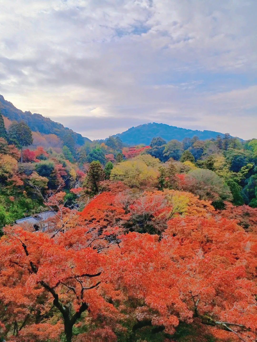 【京都ぶらり】2023京都紅葉 世界遺産清水寺の紅葉の画像 (3枚目)