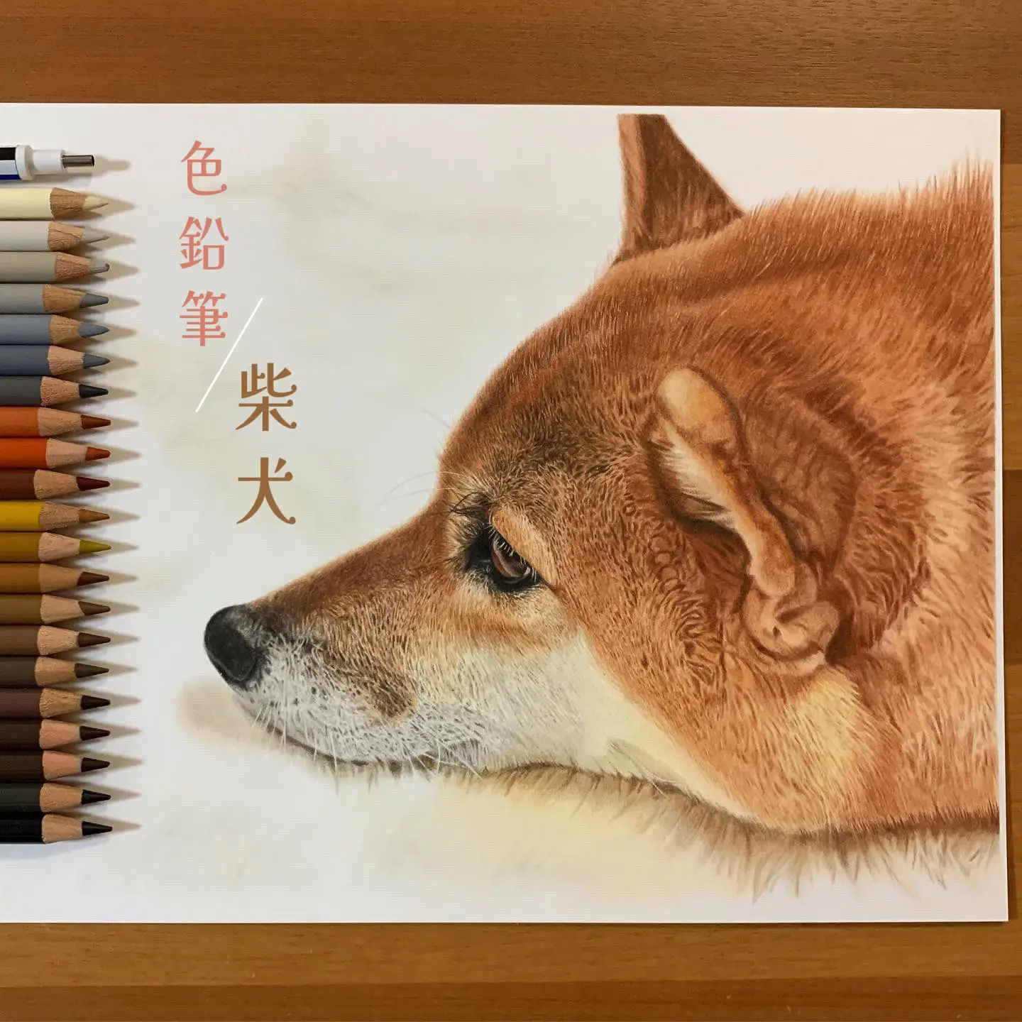 色鉛筆水彩画柴犬 - Lemon8検索