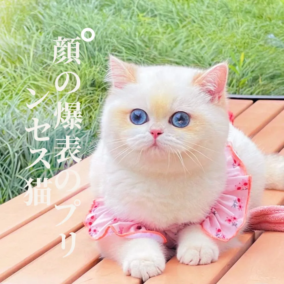 顔の爆表のプリンセス猫🐱🥰💓 | coralが投稿したフォトブック | Lemon8