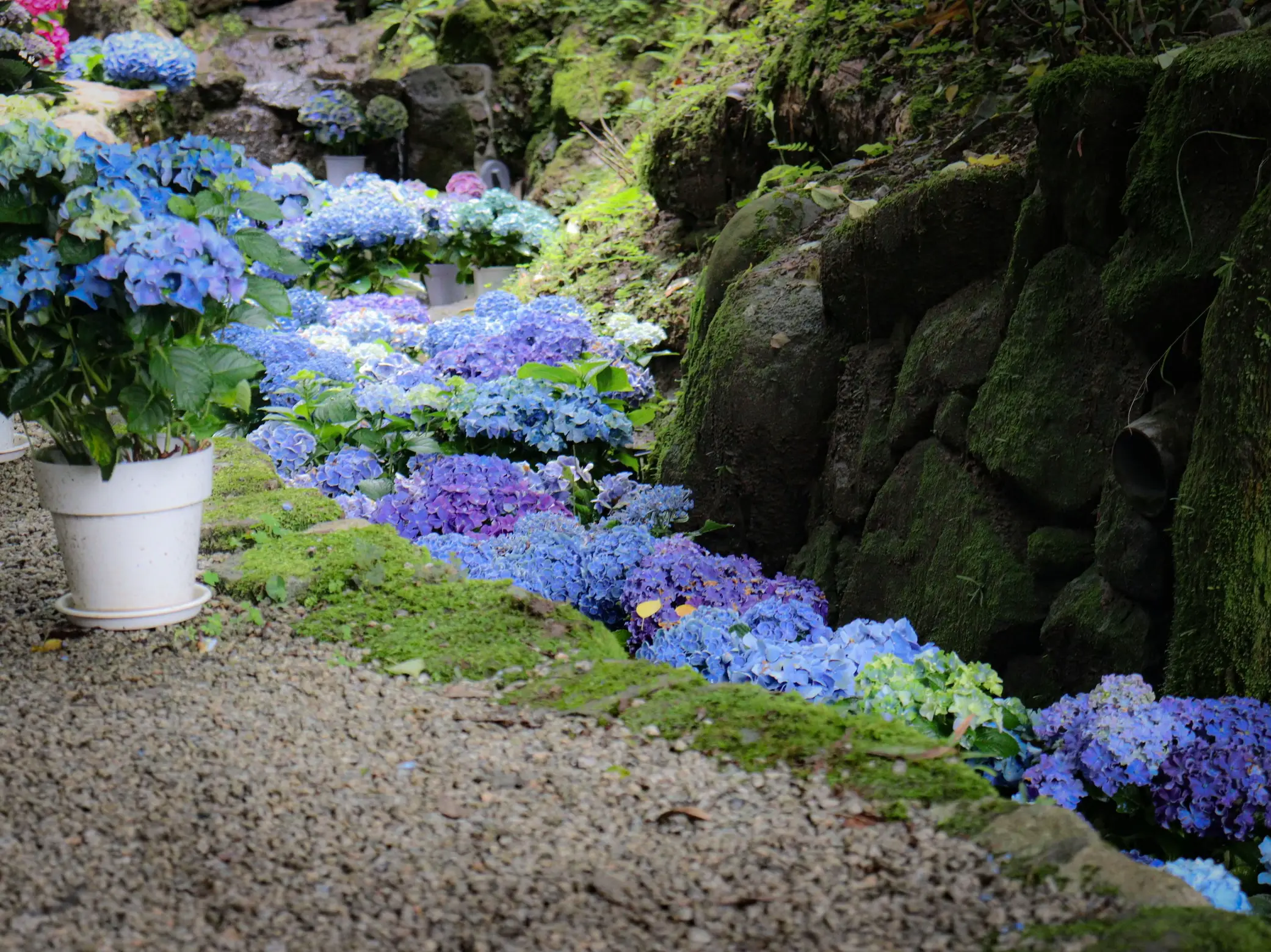 💠可愛い紫陽花の御朱印帳🐌【奈良・岡寺⠀】 | ｵﾑｽﾋﾞﾁｬﾝ関西ぶらり旅が投稿したフォトブック | Lemon8