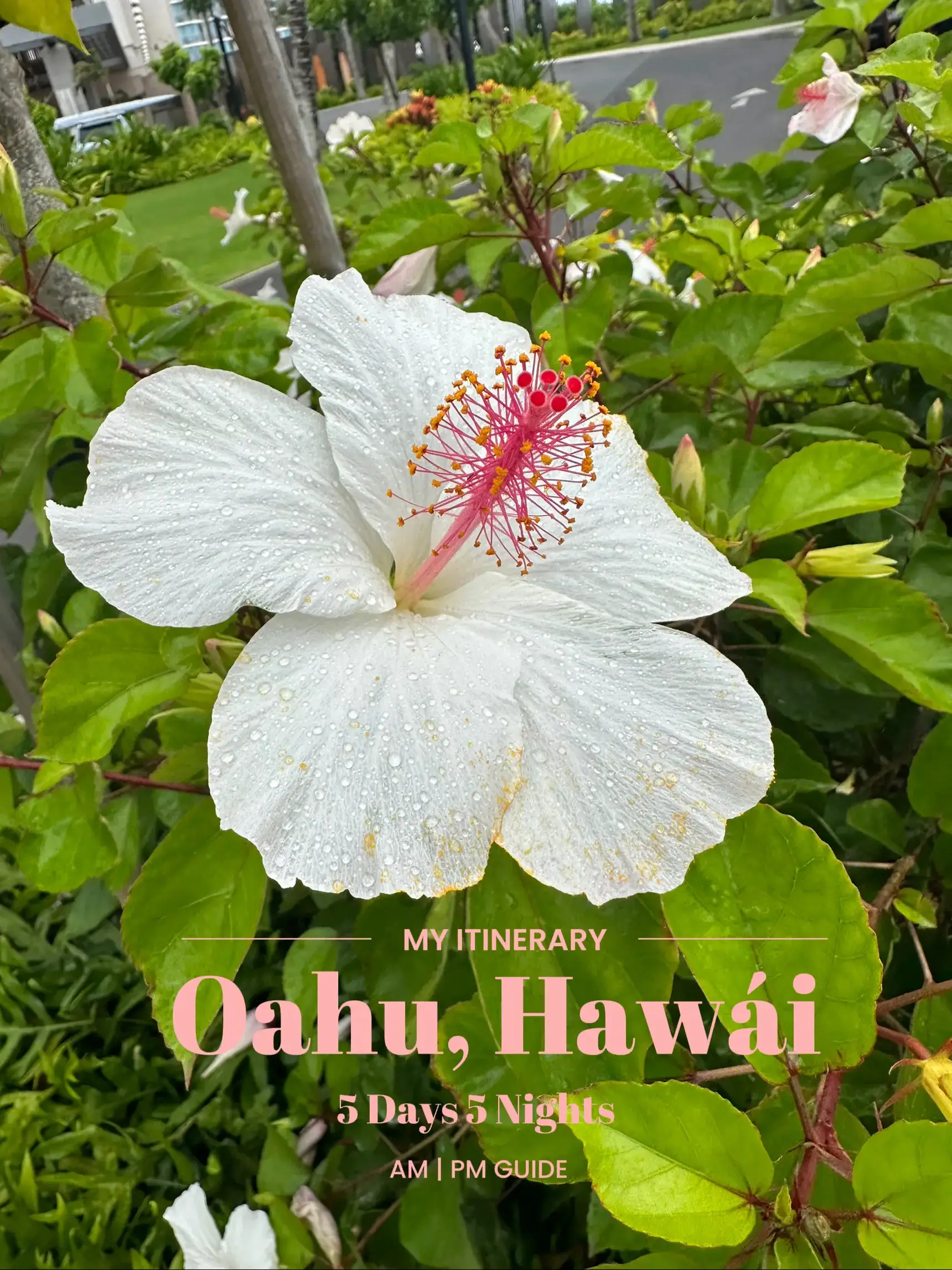 My trip to Oahu, Hawaii | Gallery posted by Serina Perez | Lemon8