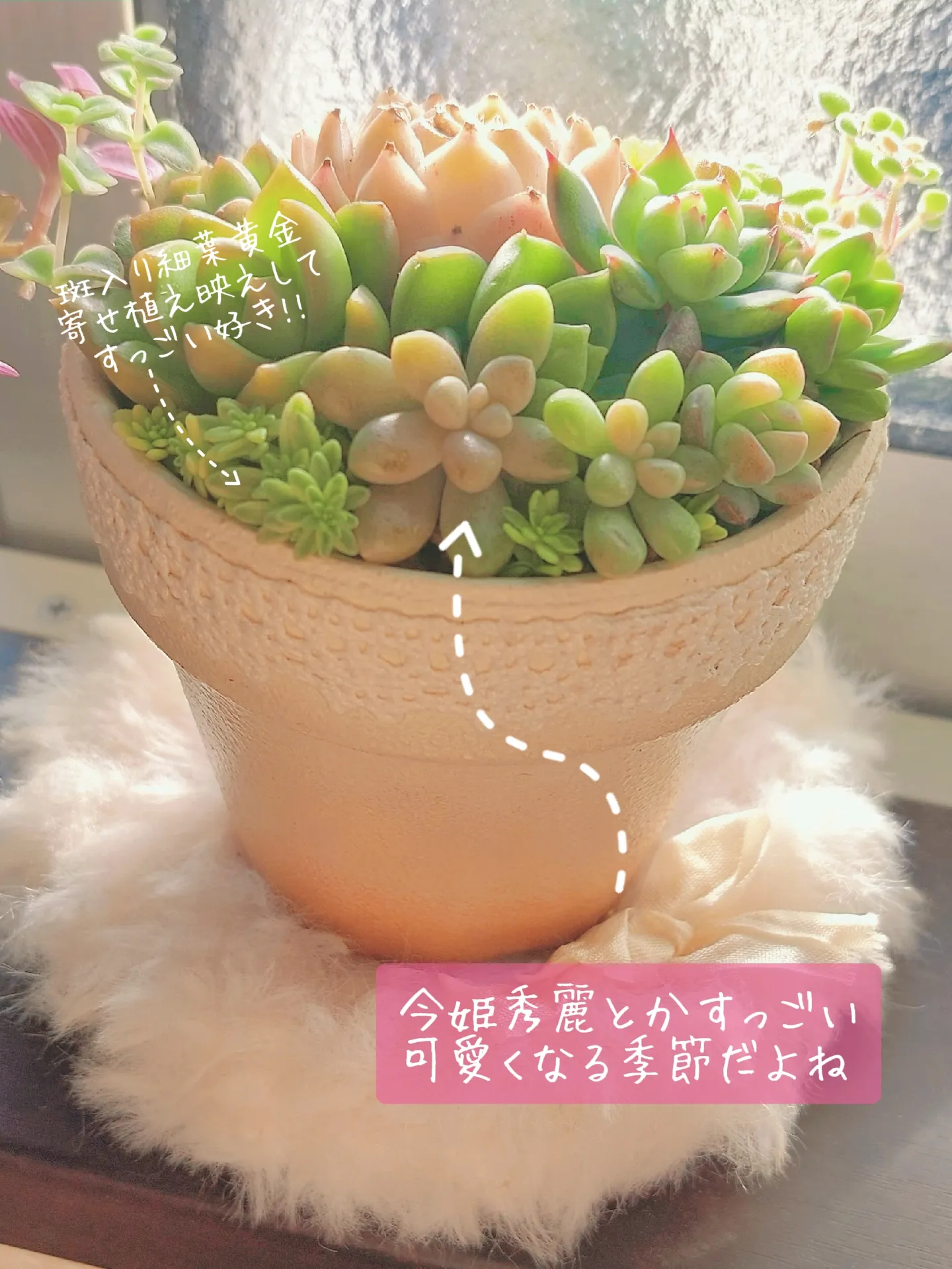 ふんわりカラーで冬の寄せ植え💗 | ♡caroline♡が投稿したフォトブック | Lemon8