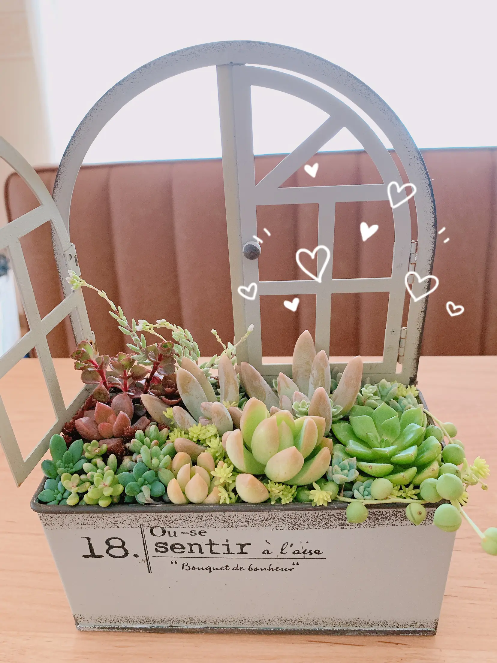 多肉ちゃん🌱植え植え✨ | Lulu_Muu_Mamaが投稿したフォトブック | Lemon8