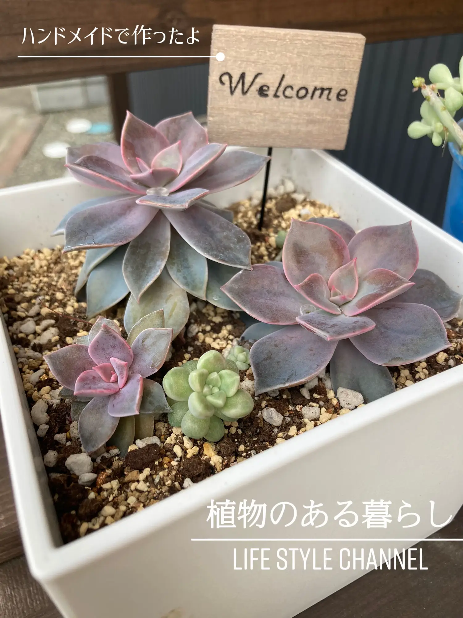 ガーデンピック ワイヤークラフト 多肉植物 ねこ 増やし ガーデンピック ワイヤークラフト 多肉植物 ねこ 増やし