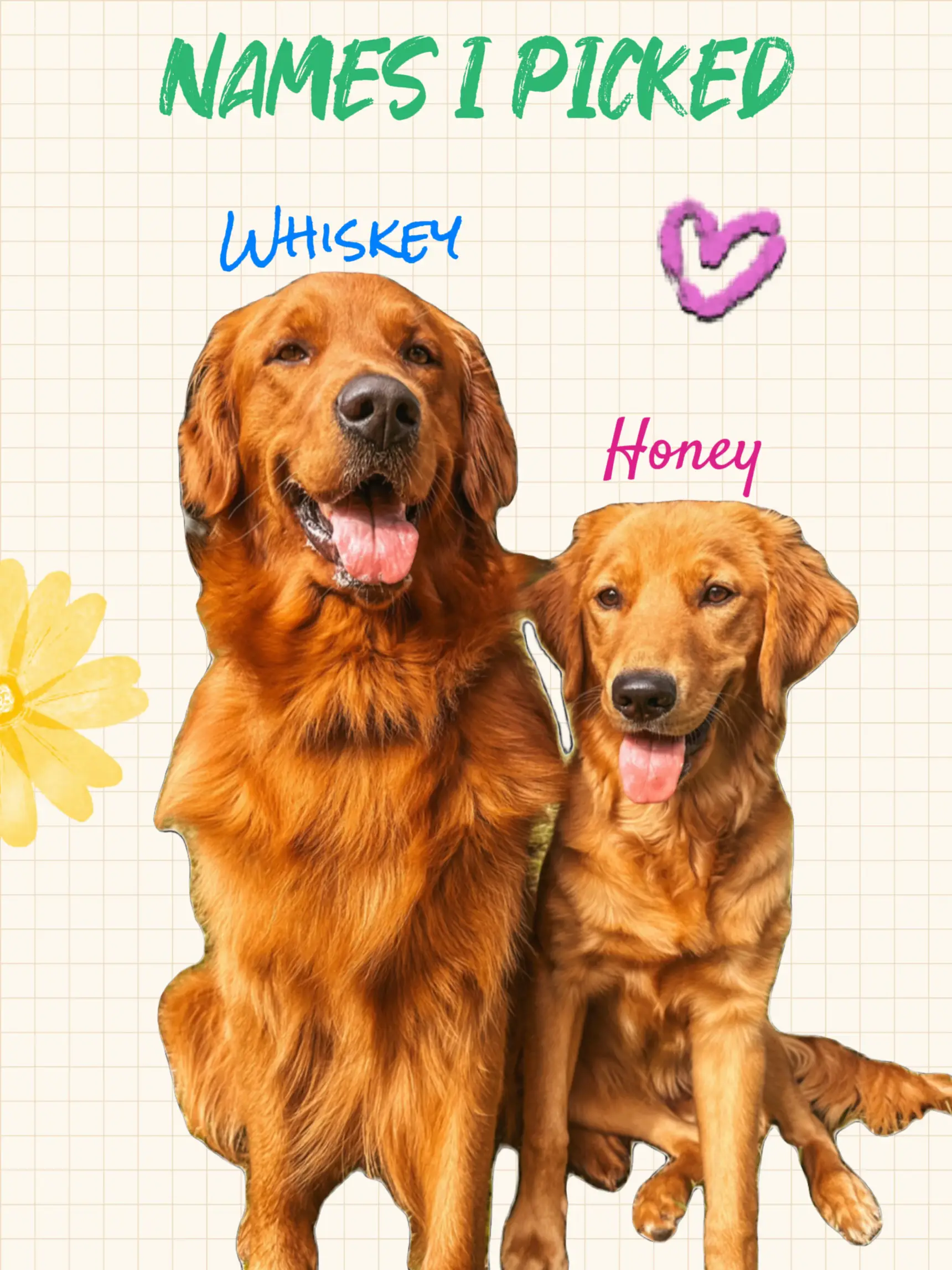 Dogs 2025 named honey