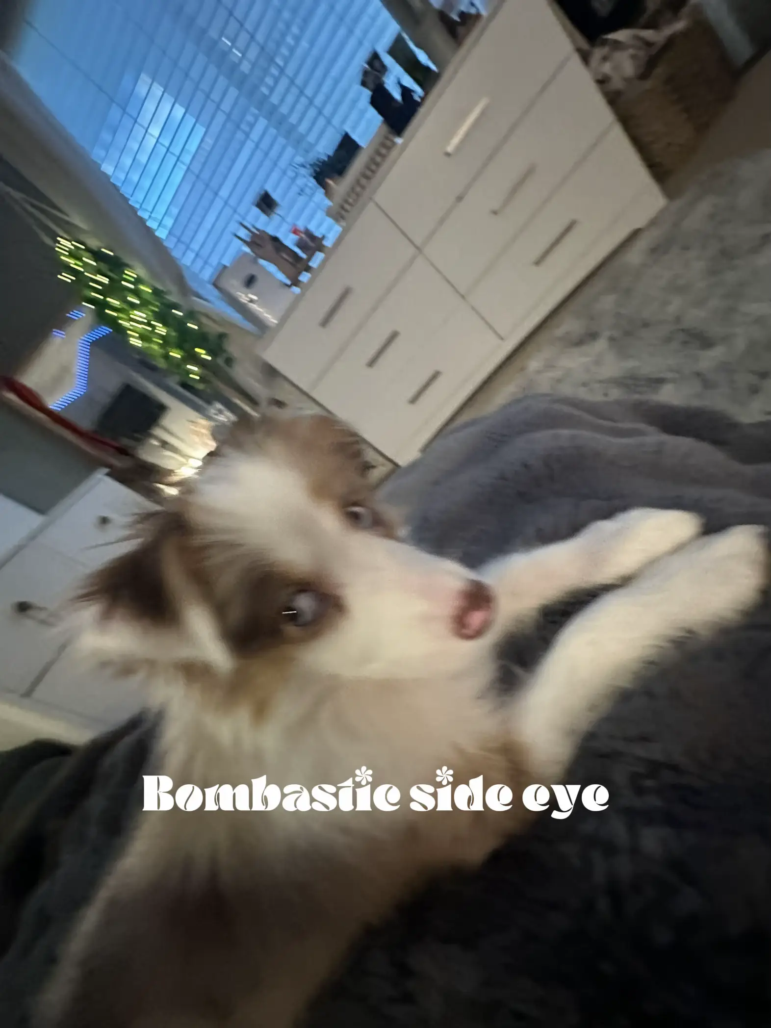 Dog Side Eye Gif - Lemon8 Search