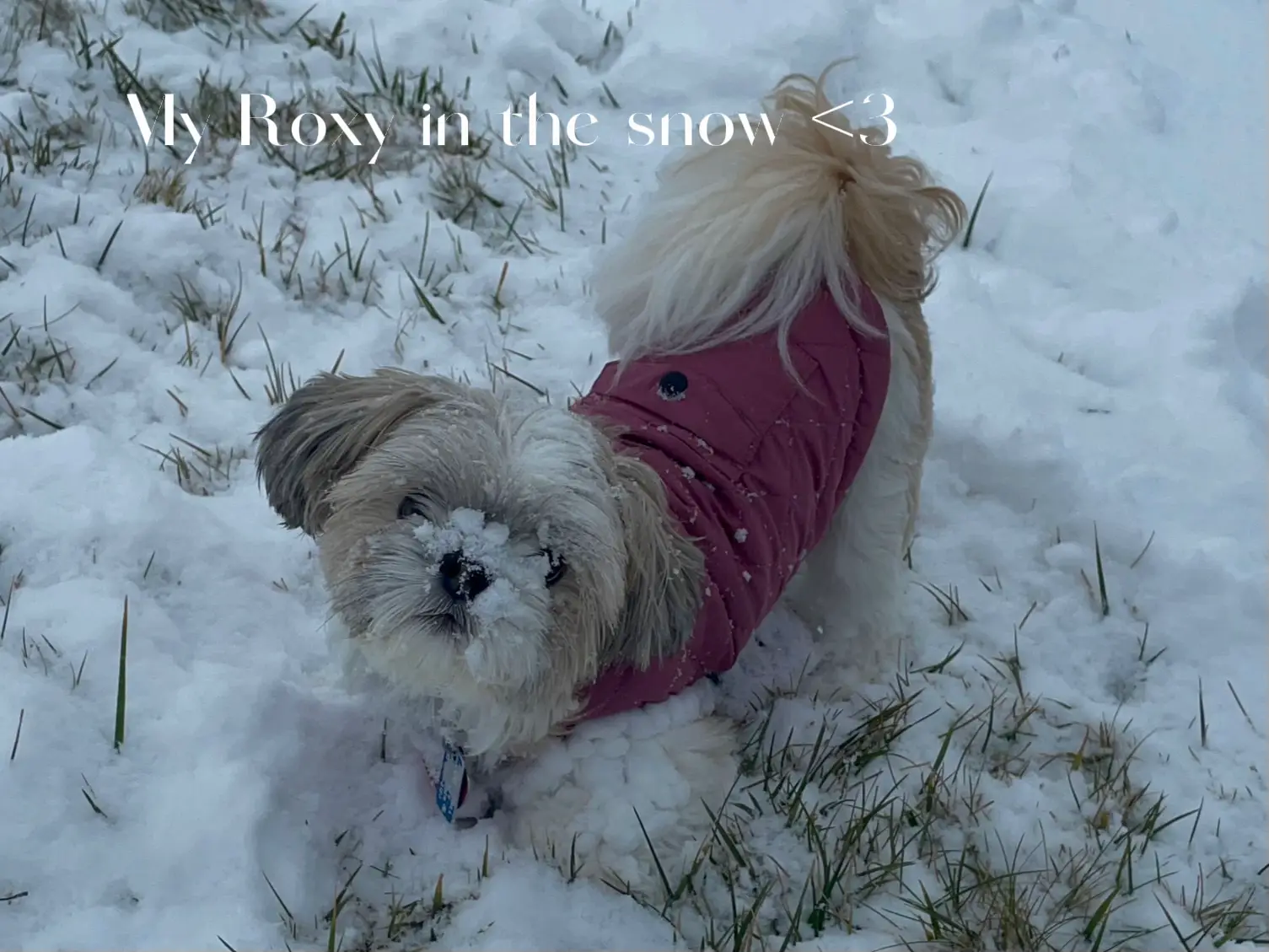 My Roxy in the snow