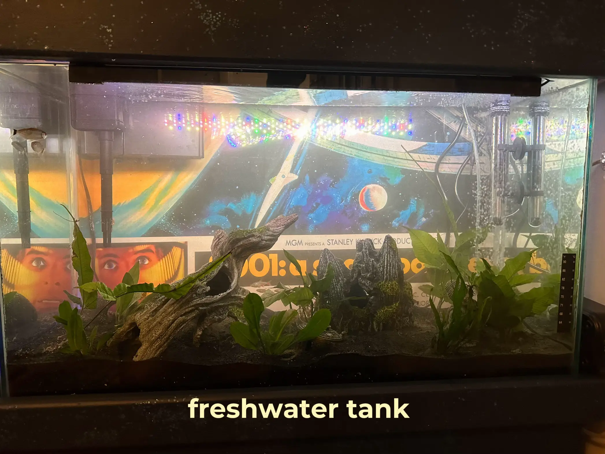 60 gallon aquascape #bettafish #aquarium #fish #fishtank