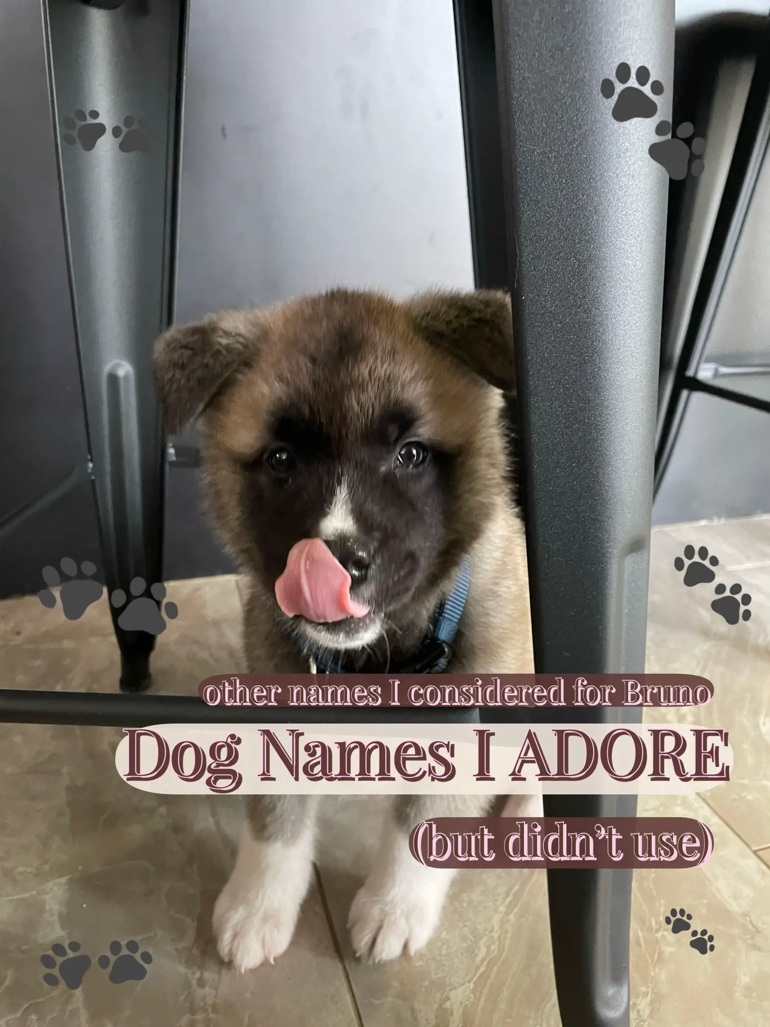 adopt me pet names paris｜TikTok Search