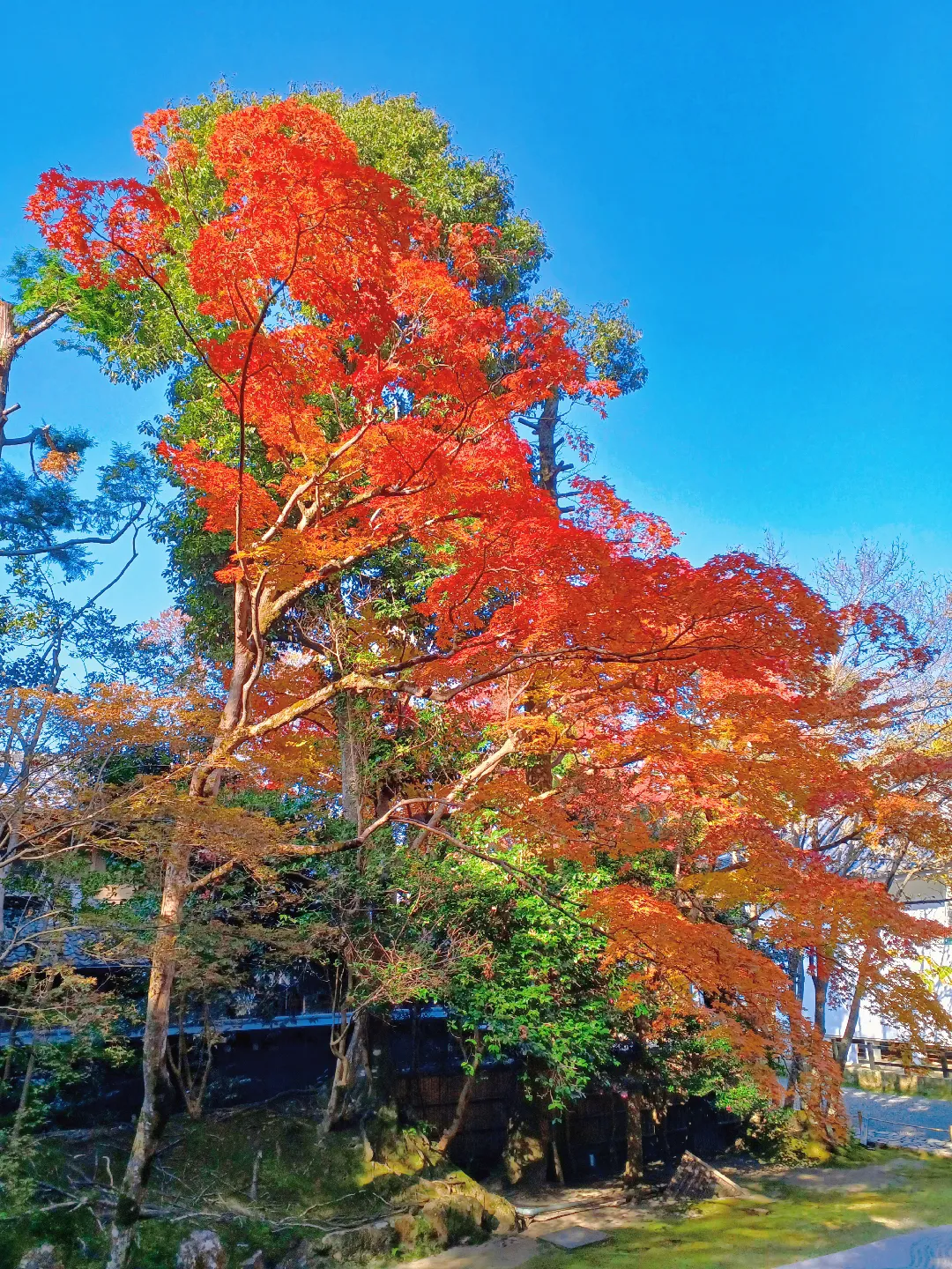 【京都ぶらり】2023京都紅葉 哲学の道から紅葉の名所安楽寺への画像 (4枚目)