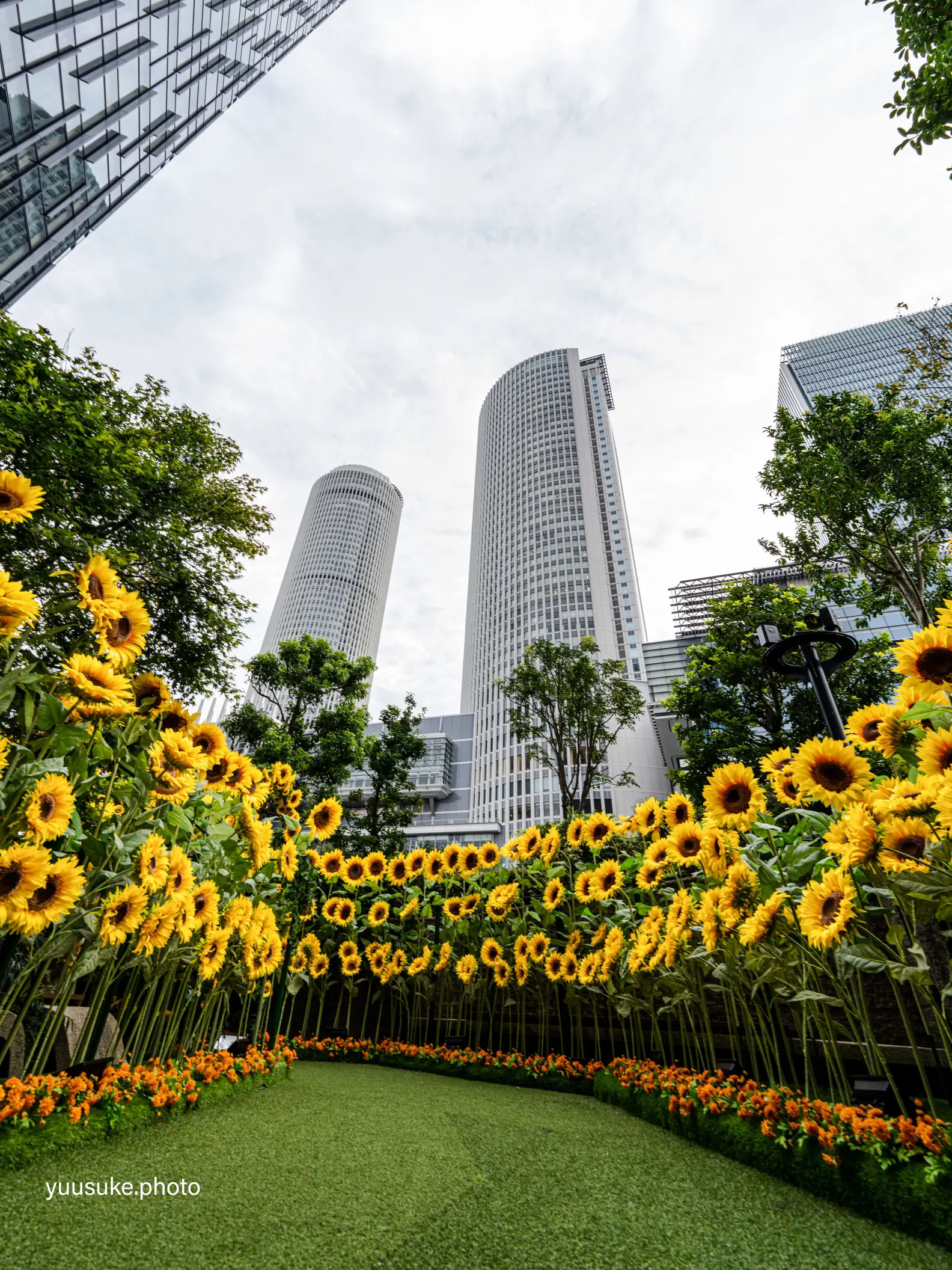 愛知県🌻｢絶対に枯れることのない🌻｣都心部に咲くひまわり庭園のライト