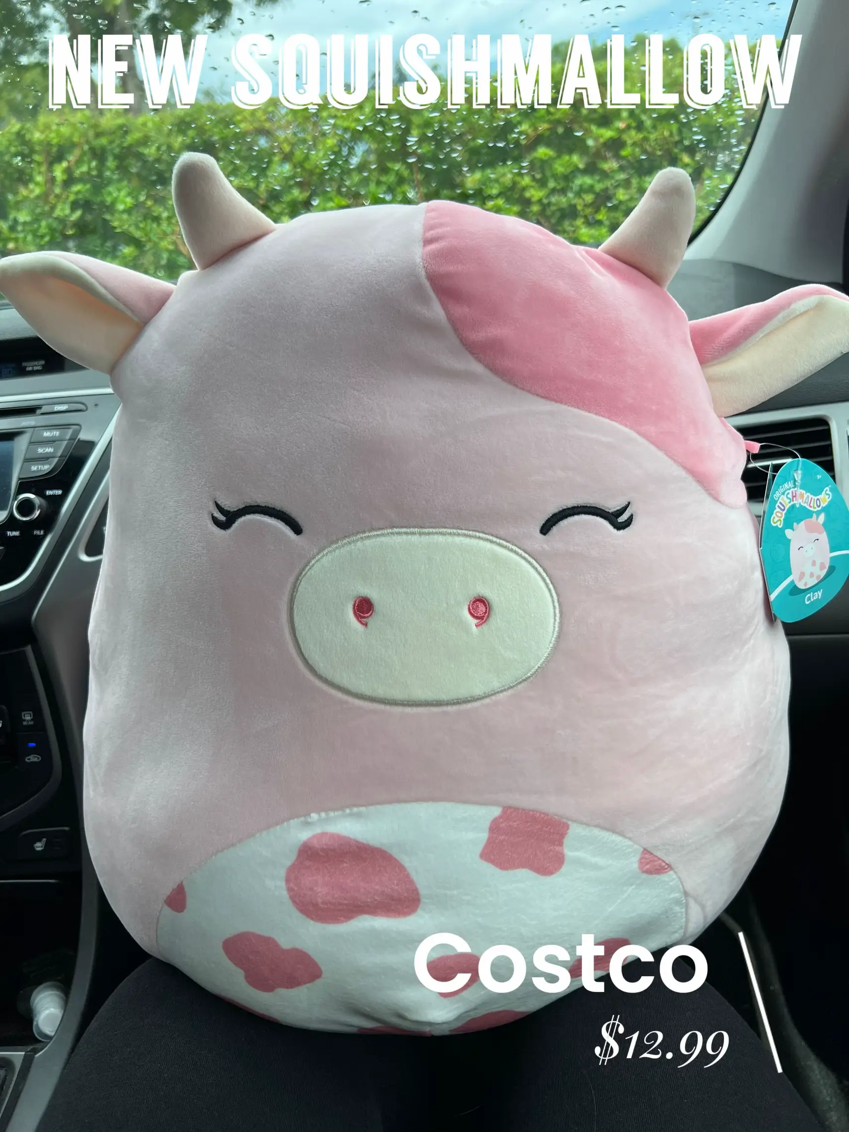 Squishmallows Haul!, Gallery posted by Elley