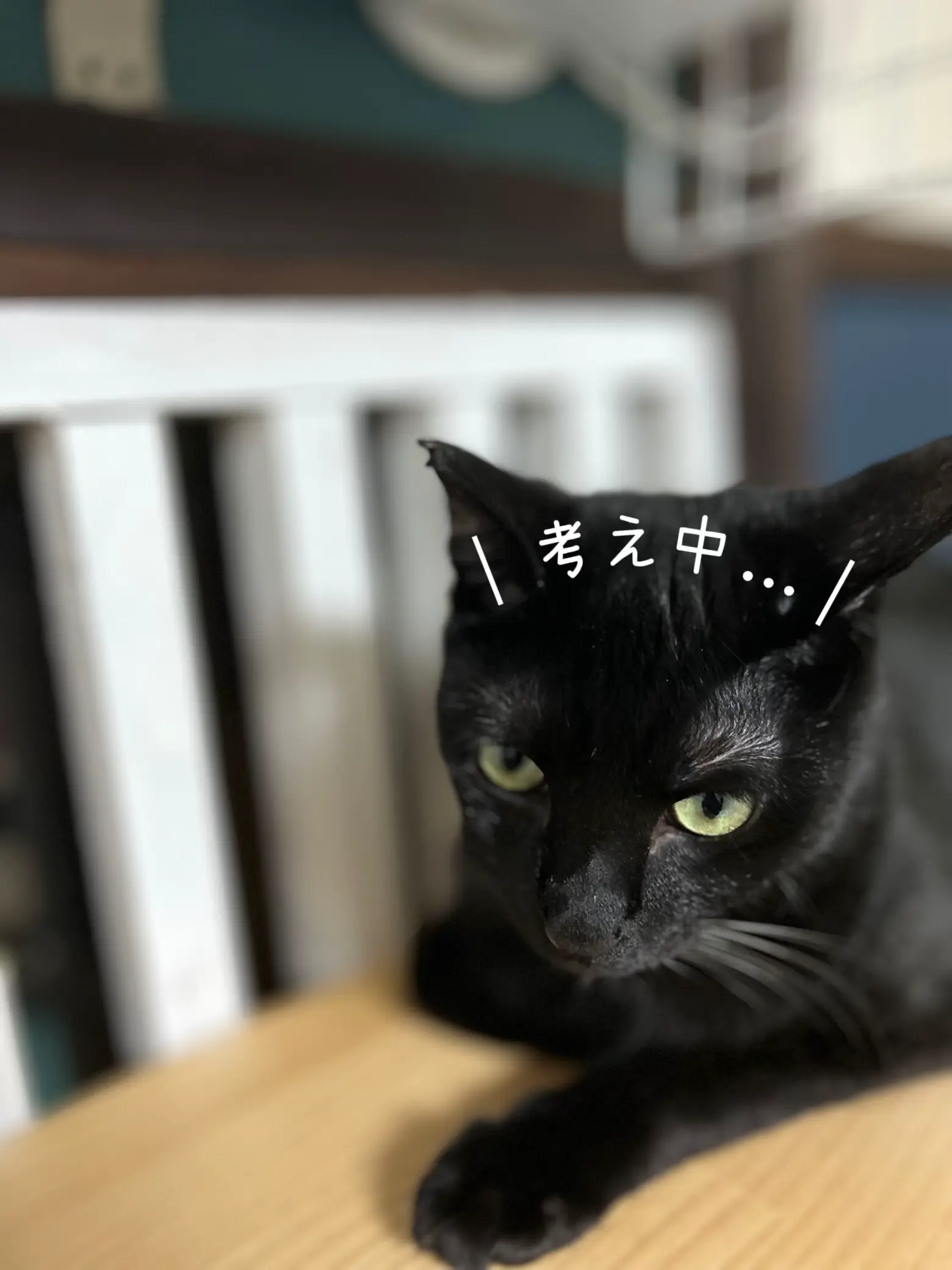 考える猫🐾 | 令和のねこすけ(黒猫専門アカ)が投稿したフォトブック