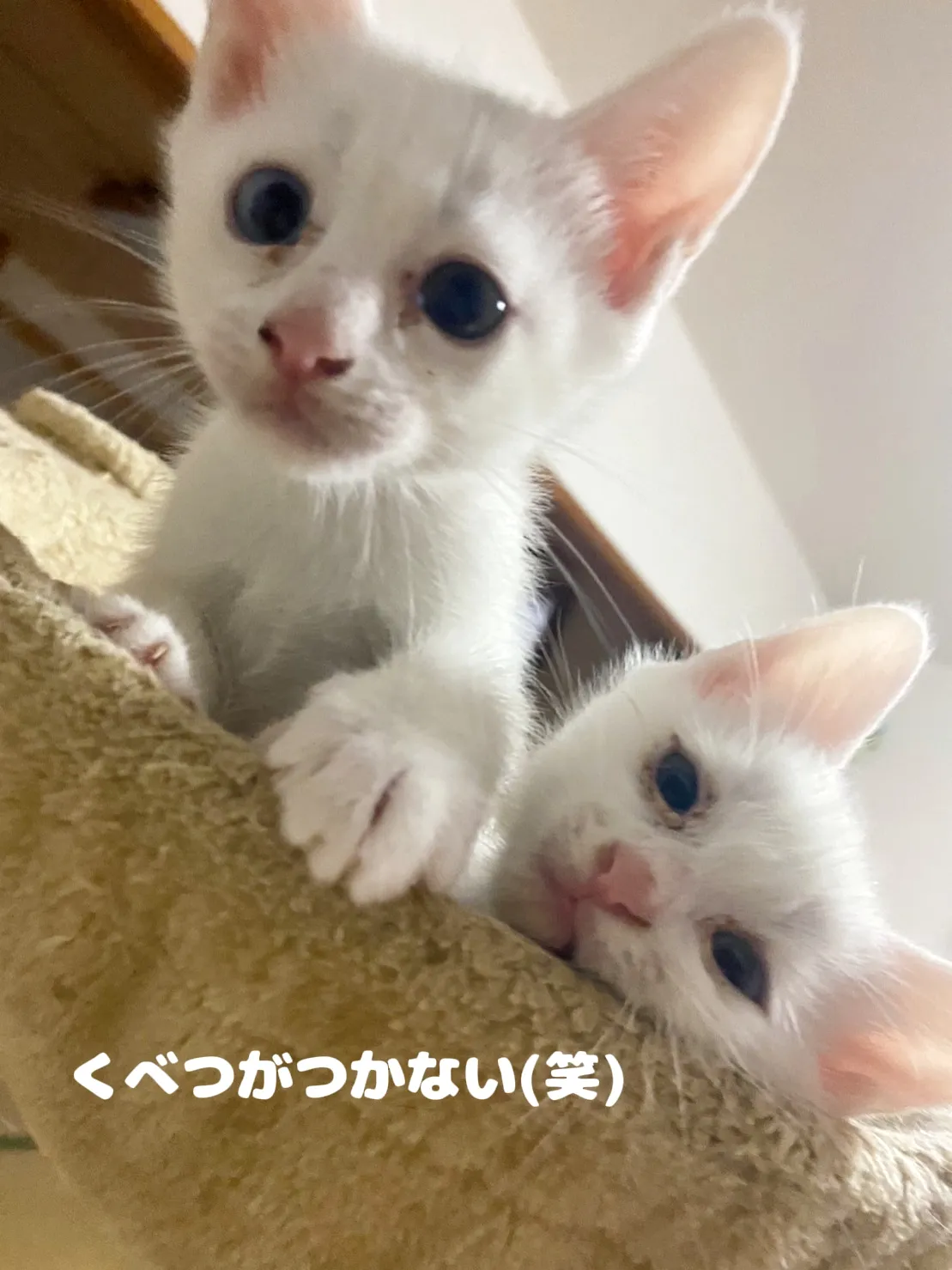 Marshmallow gives birth to four children🐱🐱🐱🐱 | Gallery posted by  rynkn15 | Lemon8