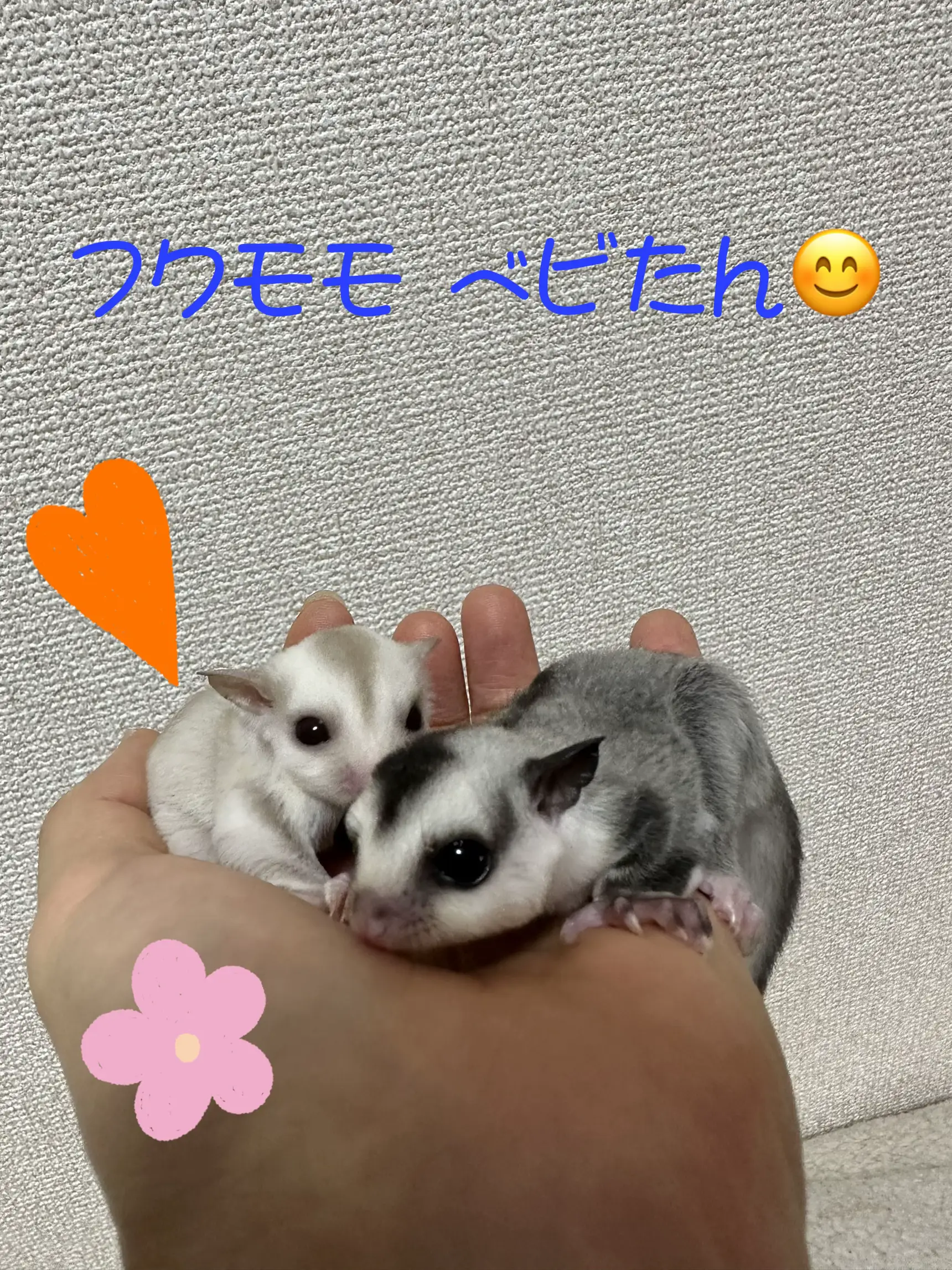 フクモモちゃんふっくらポーチ(いちごちゃん) 【フクロモモンガ