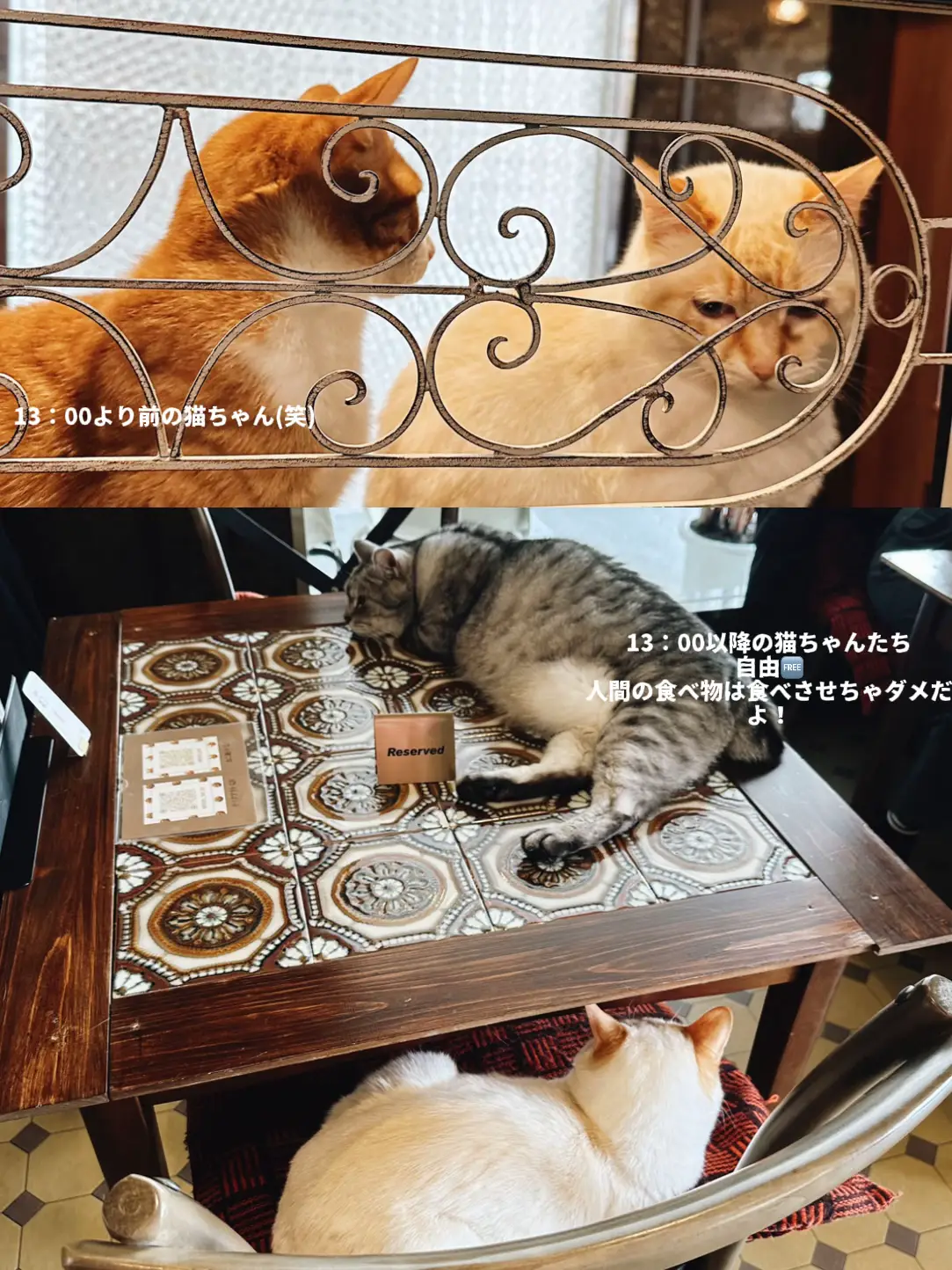 じゃれねこちゃん・ぐでねこちゃんチャーム　紫陽花④ じゃれねこちゃん・ぐでねこちゃんチャーム 紫陽花④