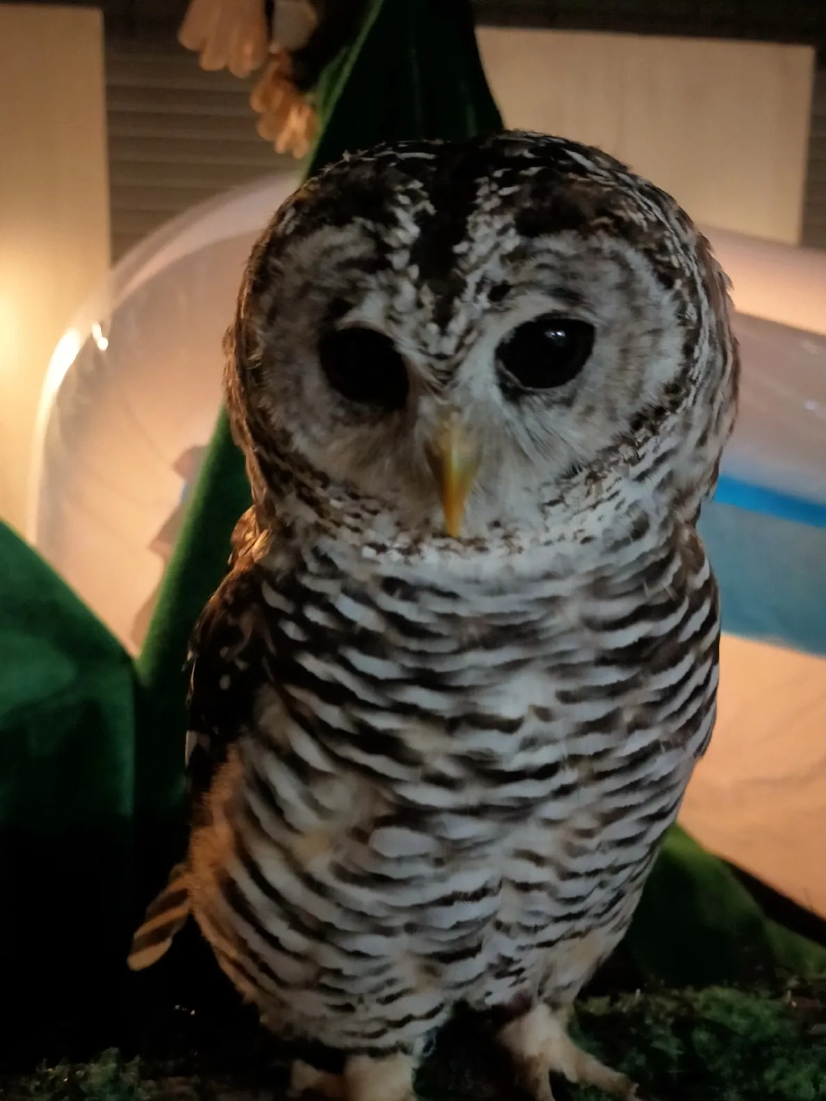 幸福 の 鳥 フクロウ タワー 縁起物 花入