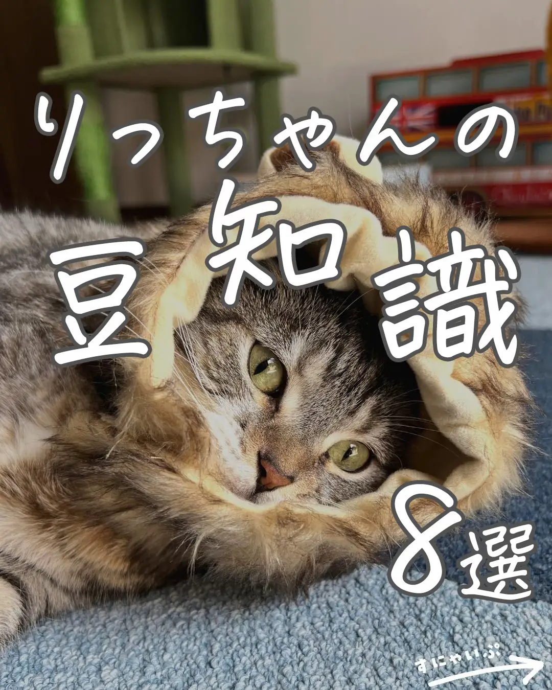 ゆら猫スキンケア - Lemon8検索