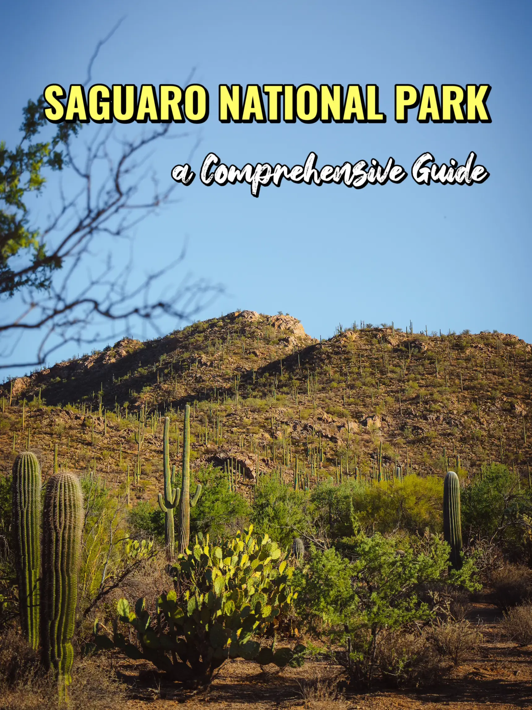 Ultimate Guide to Visiting Saguaro National Park With Kids