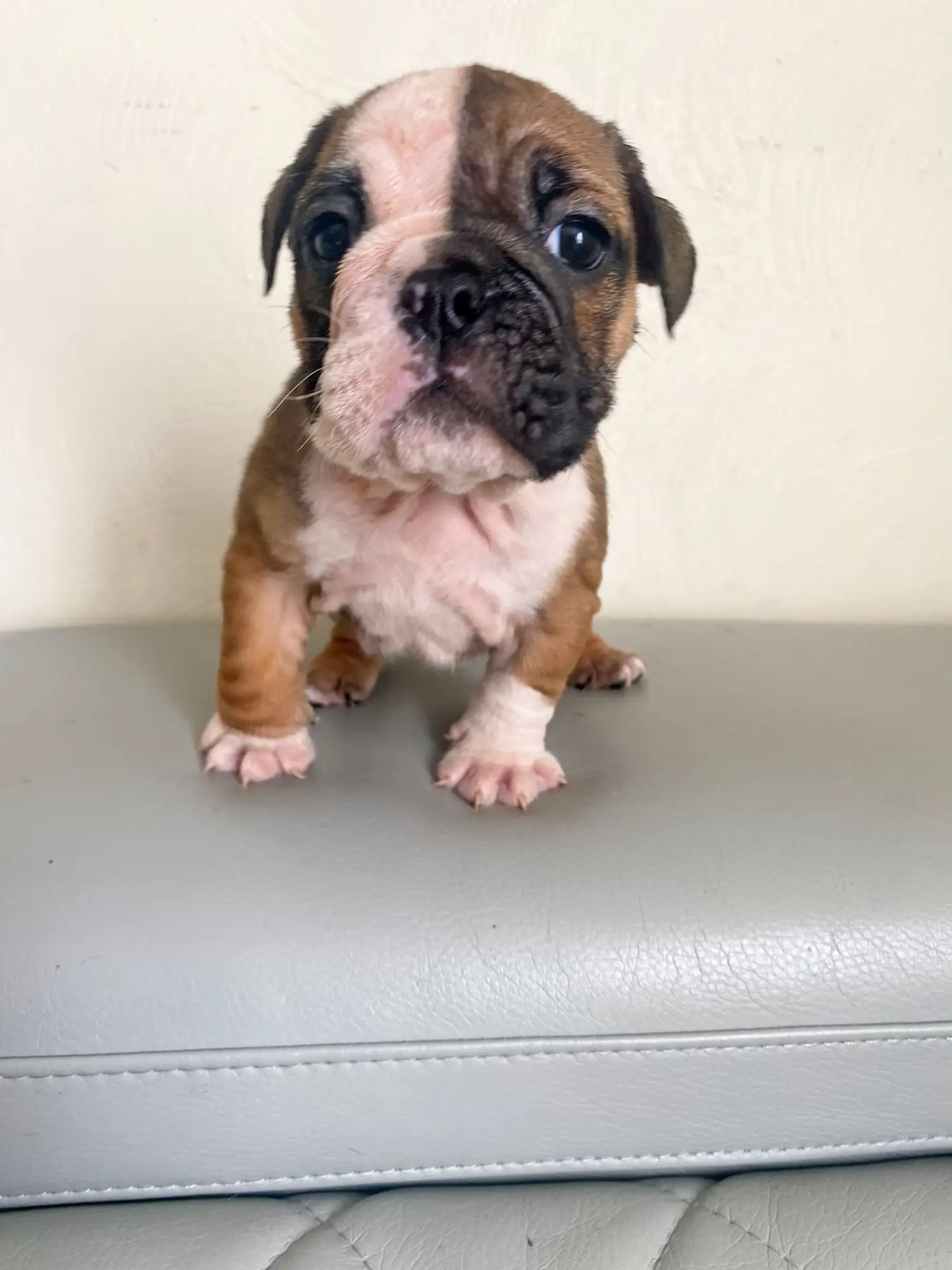 English Bulldog Puppies For Sale In Va Under 500 - adz4gjb