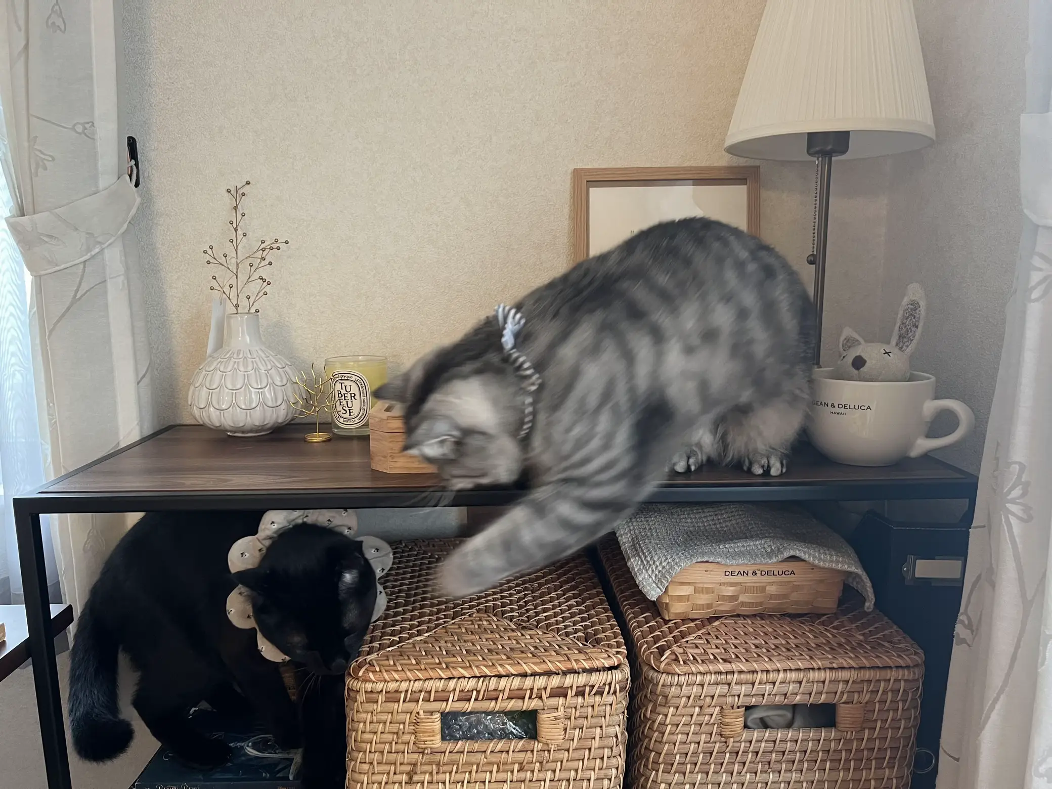 可愛いオブジェ🐈‍⬛🐈🐾 | tinaviが投稿したフォトブック | Lemon8