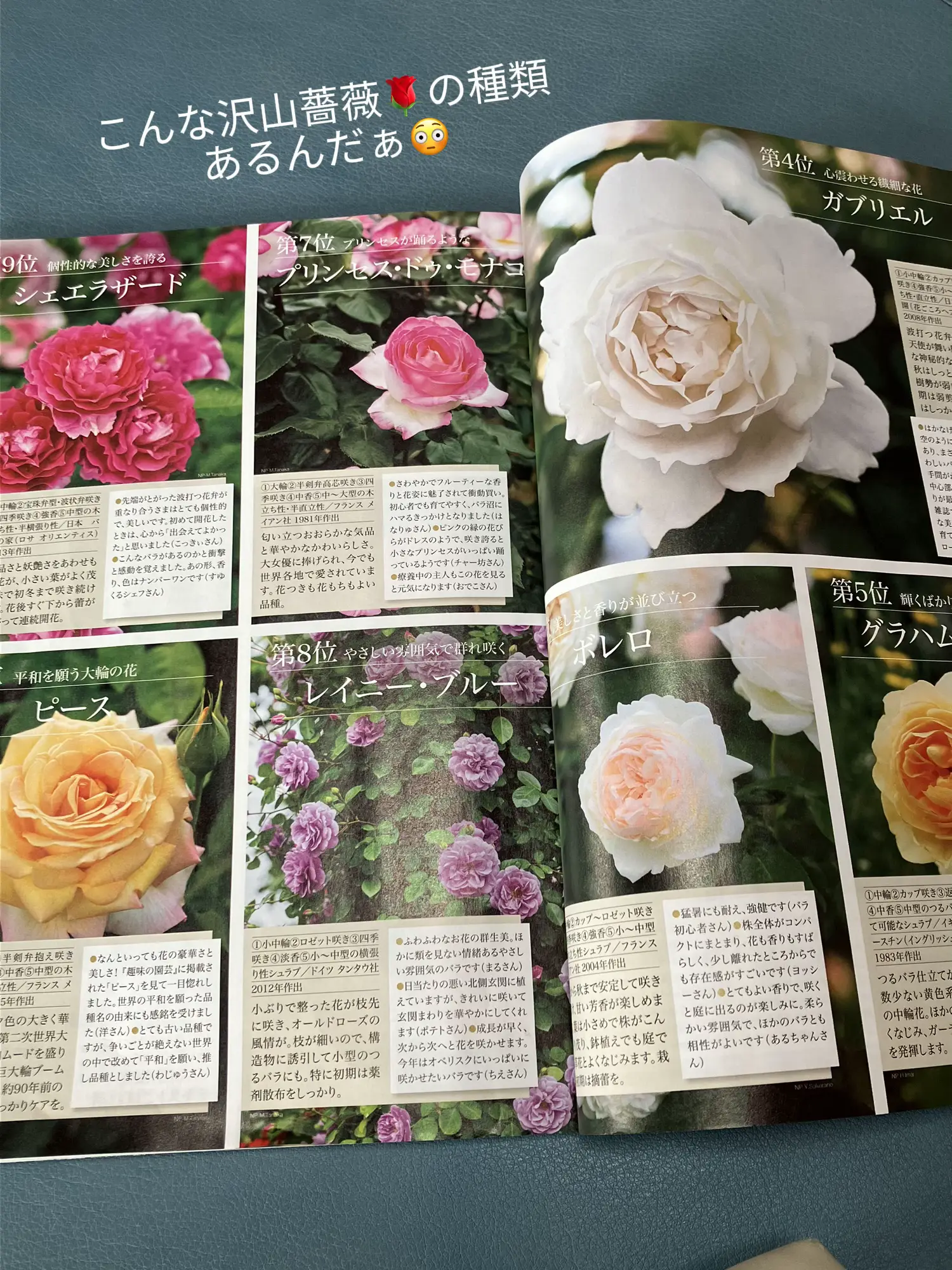 こんな沢山薔薇🌹の種類あるんだぁ😳 | mimosaが投稿したフォトブック | Lemon8