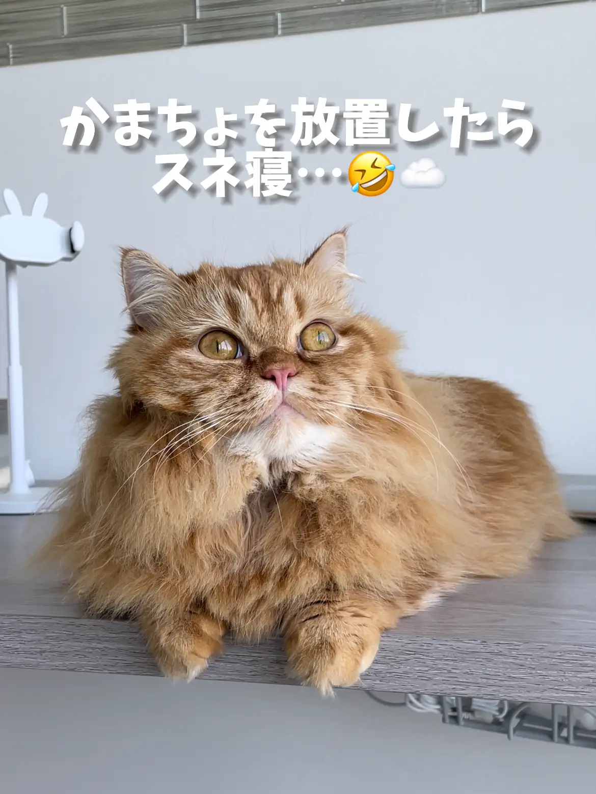 ΦωΦ)ペルシャにゃんこ(ΦωΦ)♥しろくまちゃんちの仔猫ちゃん♥猫 （かま 