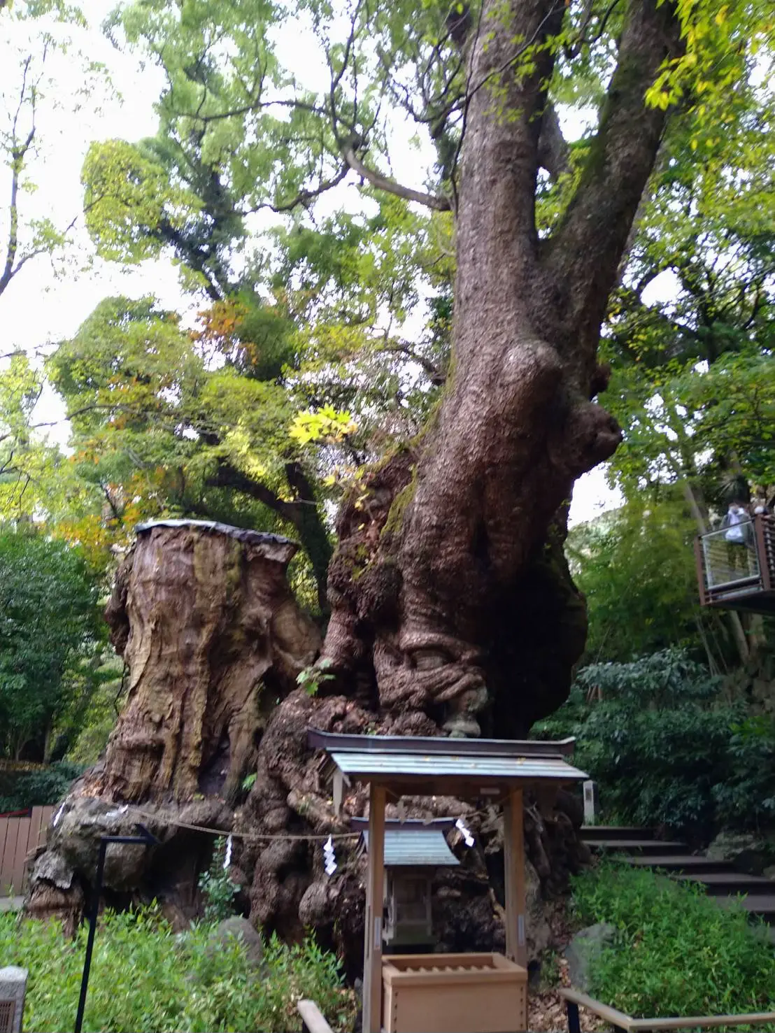 縁結び神社⛩️来宮神社 | ダッフィメイが投稿したフォトブック | Lemon8